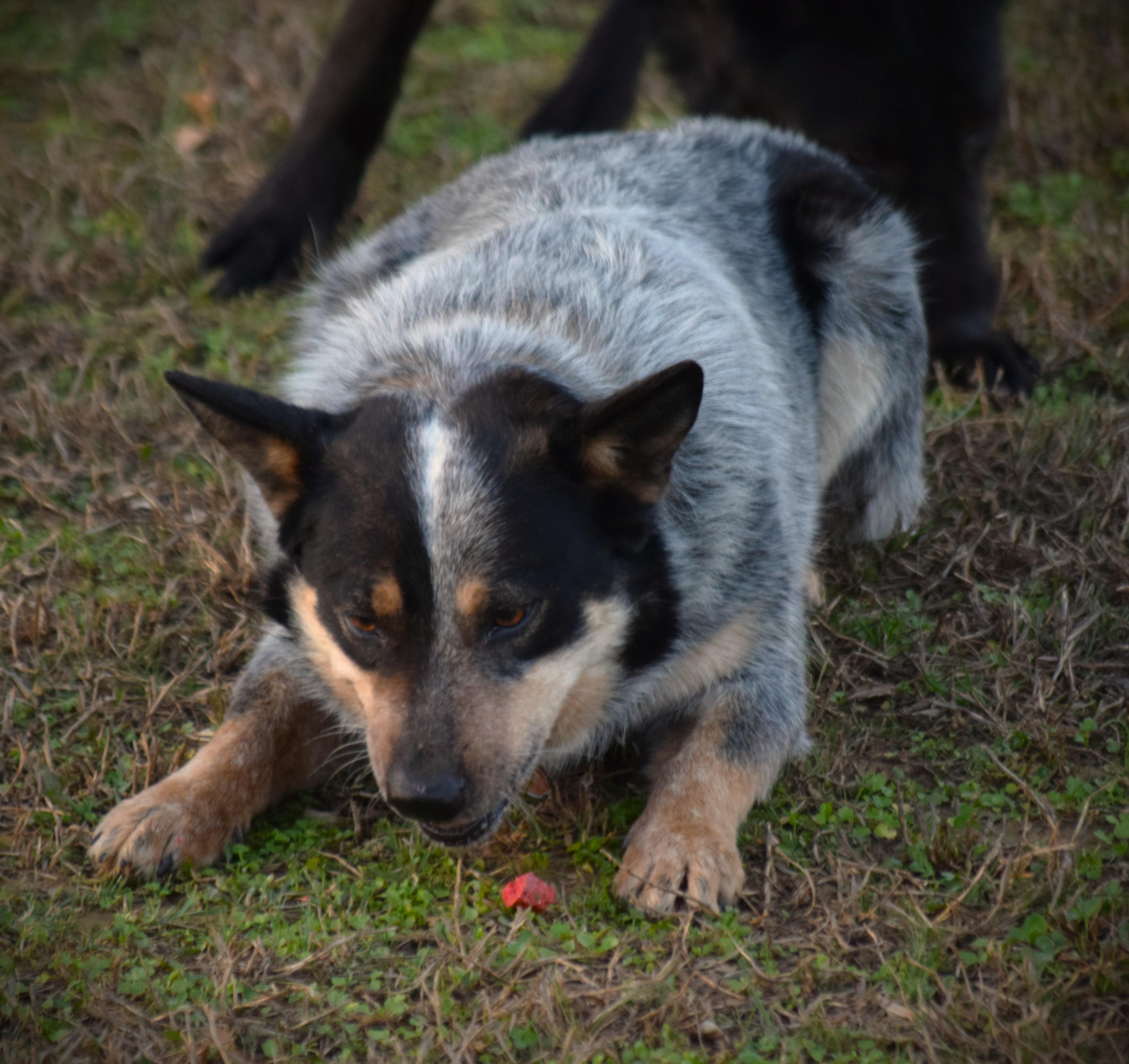 Enlarge COWBOY- Goober!!!, a ADOPTABLE Australian Cattle Dog / Blue Heeler in Rockport, IN image 2/6