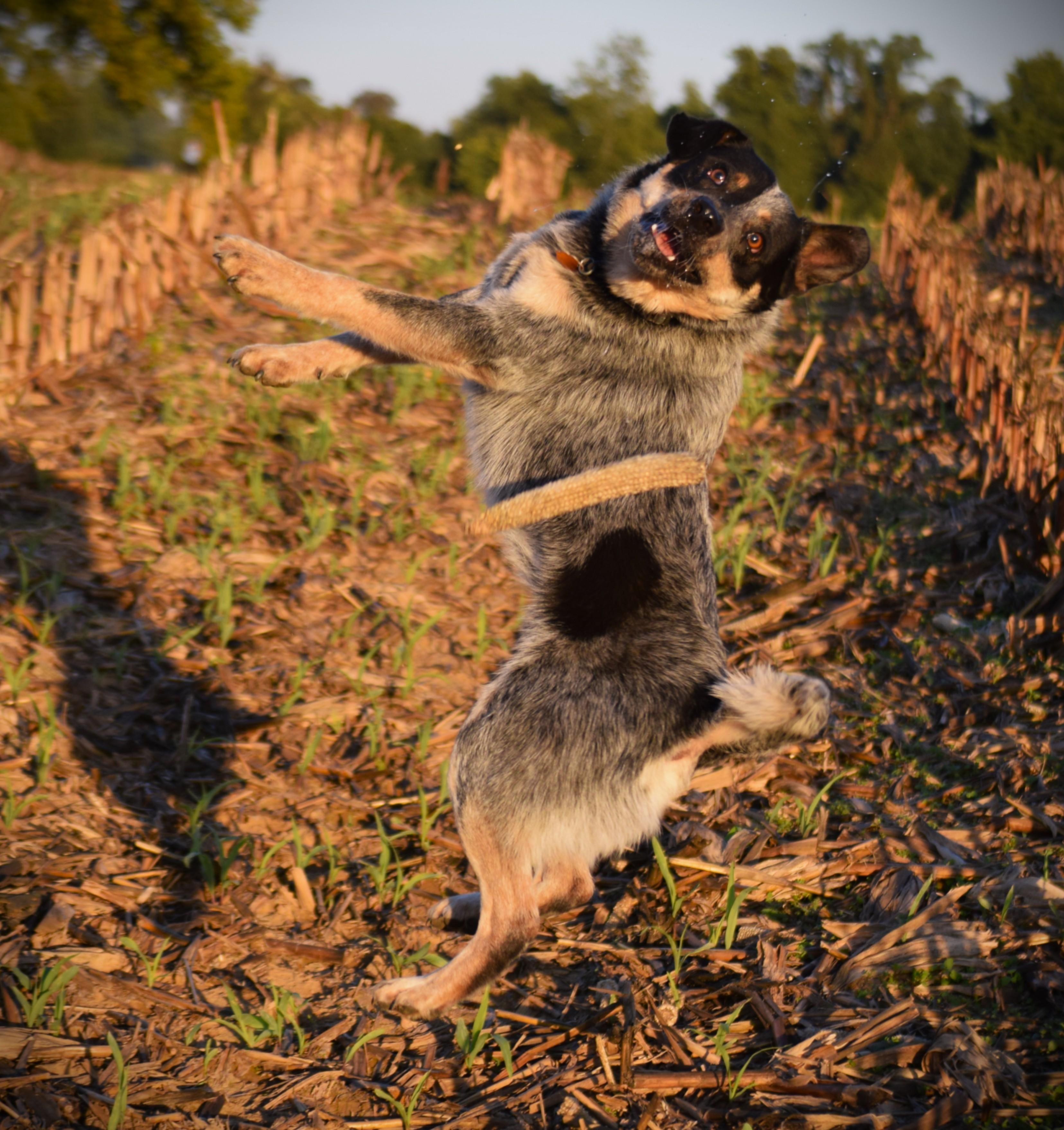 Enlarge COWBOY- Goober!!!, a ADOPTABLE Australian Cattle Dog / Blue Heeler in Rockport, IN image 5/6