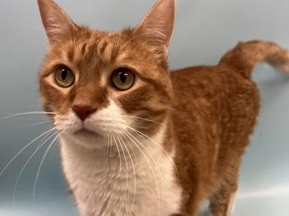 Ringo, Adoptable, Kitten Male Domestic Short Hair & Domestic Short Hair.