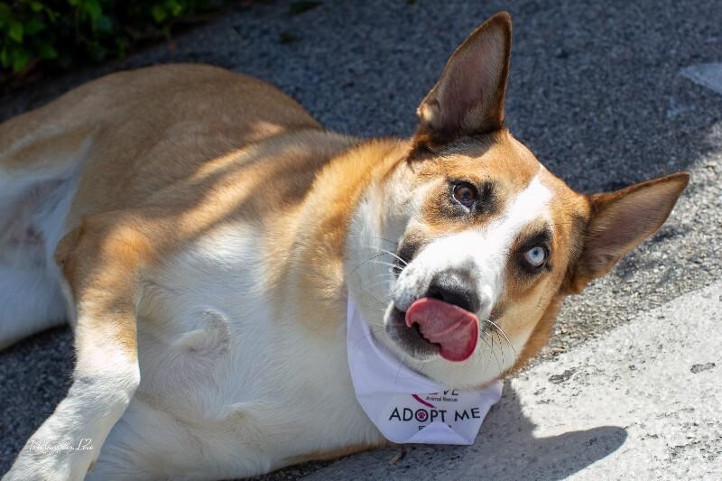 Chani, Adoptable, Adult Female Siberian Husky & Australian Shepherd.