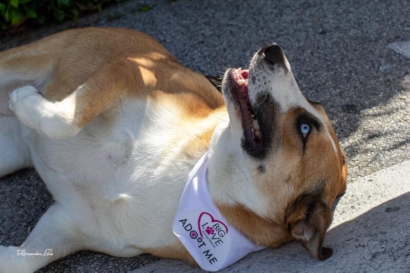 Enlarge Chani, a Adoptable mixed breed in Valley Village, CA image 2/6