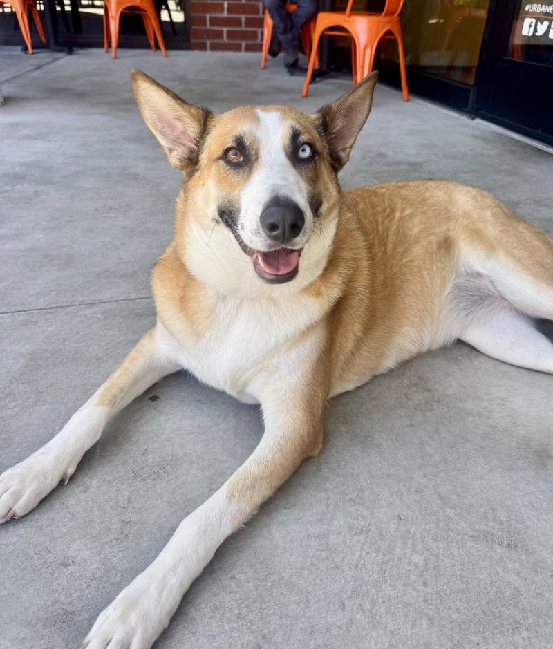 Chani, Adoptable, Adult Female Siberian Husky & Australian Shepherd.