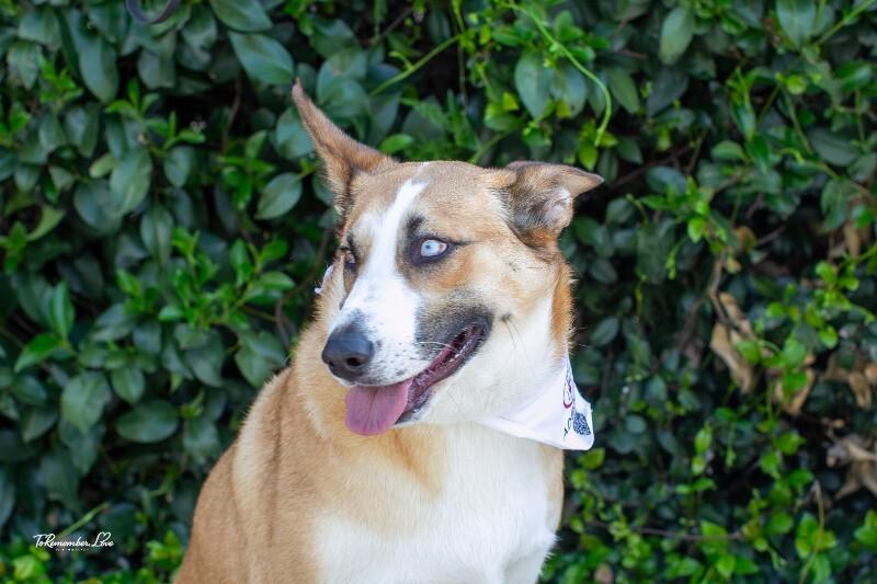 Enlarge Chani, a Adoptable mixed breed in Valley Village, CA image 3/6