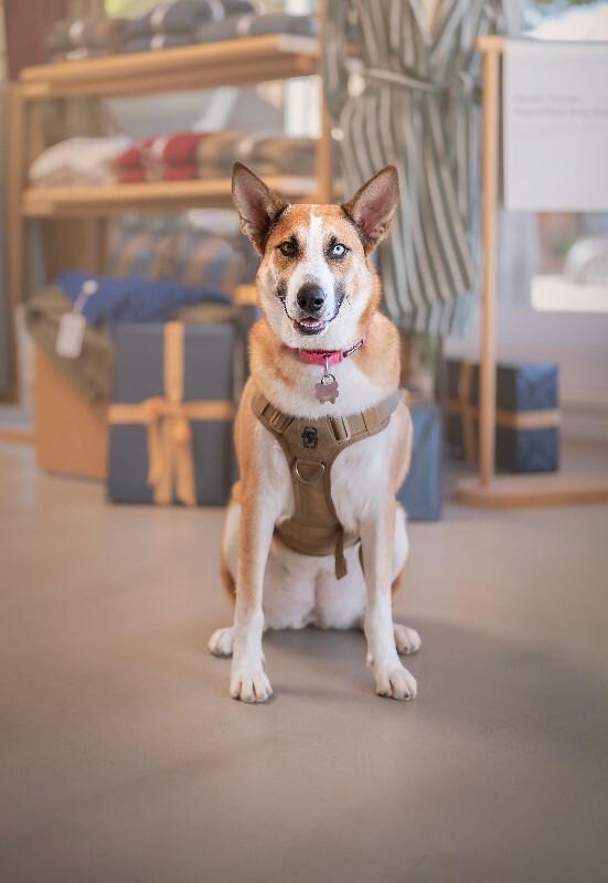 Enlarge Chani, a Adoptable mixed breed in Valley Village, CA image 1/2