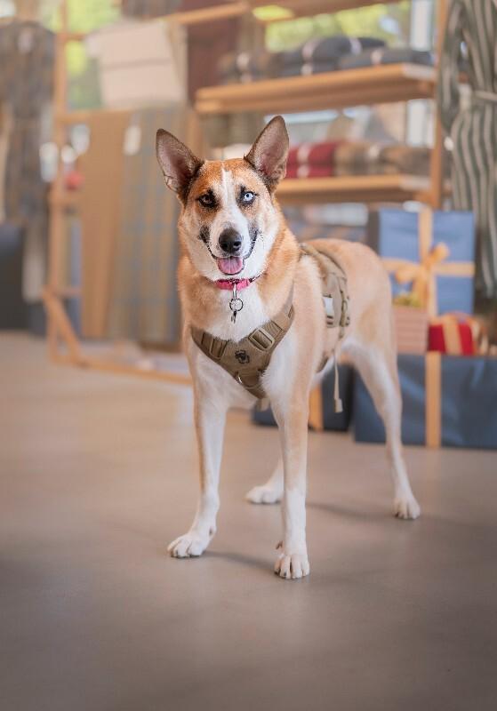 Enlarge Chani, a Adoptable mixed breed in Valley Village, CA image 2/2