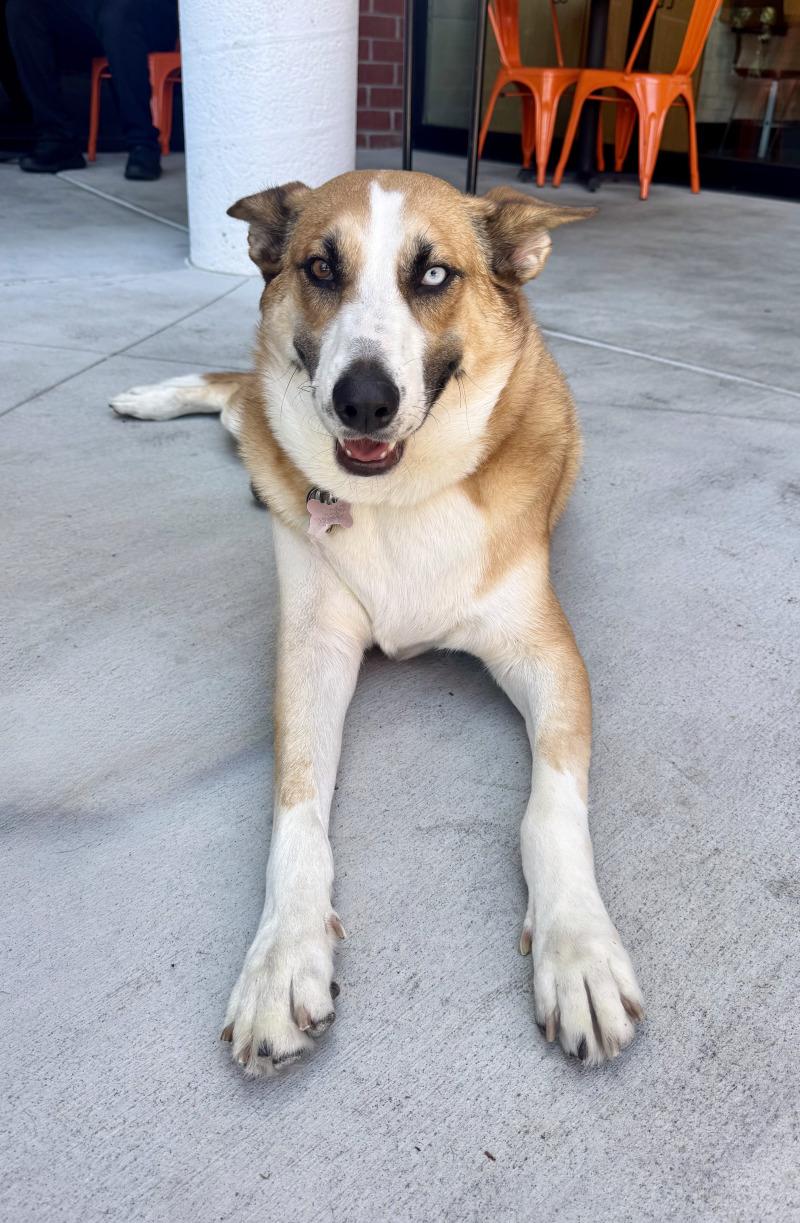 Enlarge Chani, a Adoptable mixed breed in Valley Village, CA image 4/6