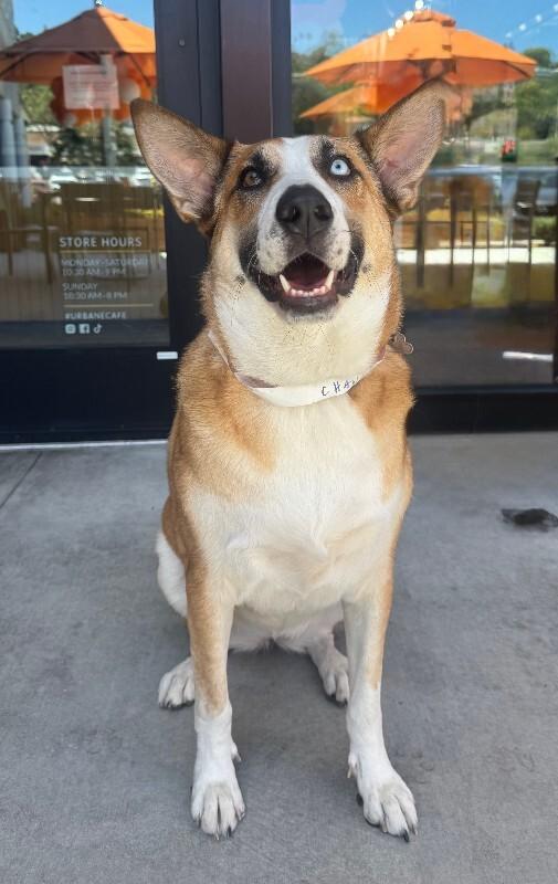 Enlarge Chani, a Adoptable mixed breed in Valley Village, CA image 5/6
