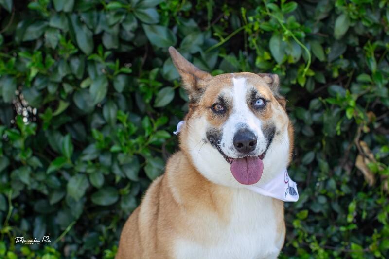 Enlarge Chani, a Adoptable mixed breed in Valley Village, CA image 6/6