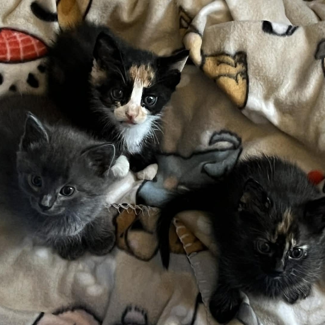 Holly, Jolly, and Jack Frost , ADOPTABLE, Kitten Female Domestic Medium Hair.