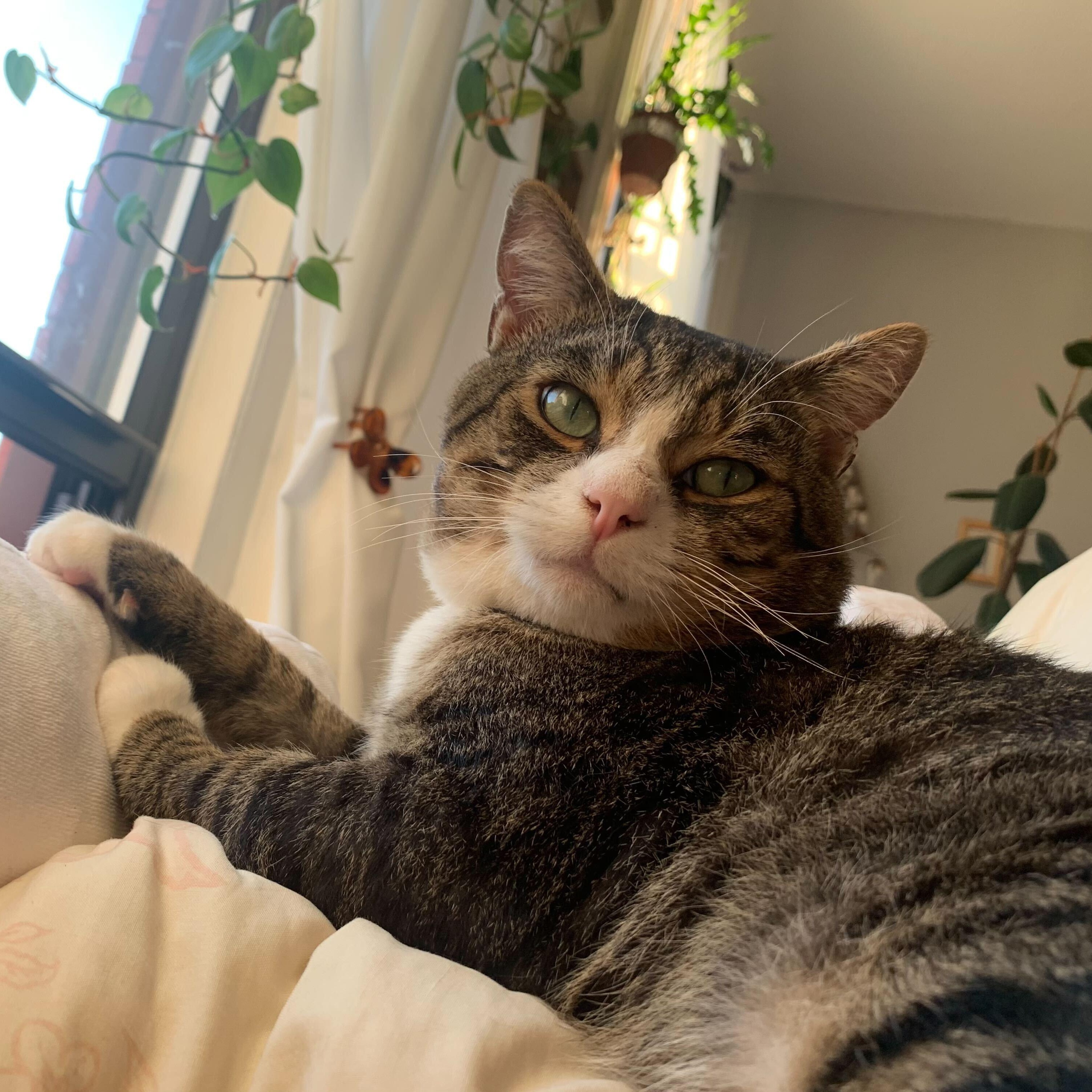 Phineas — thumbnail 2