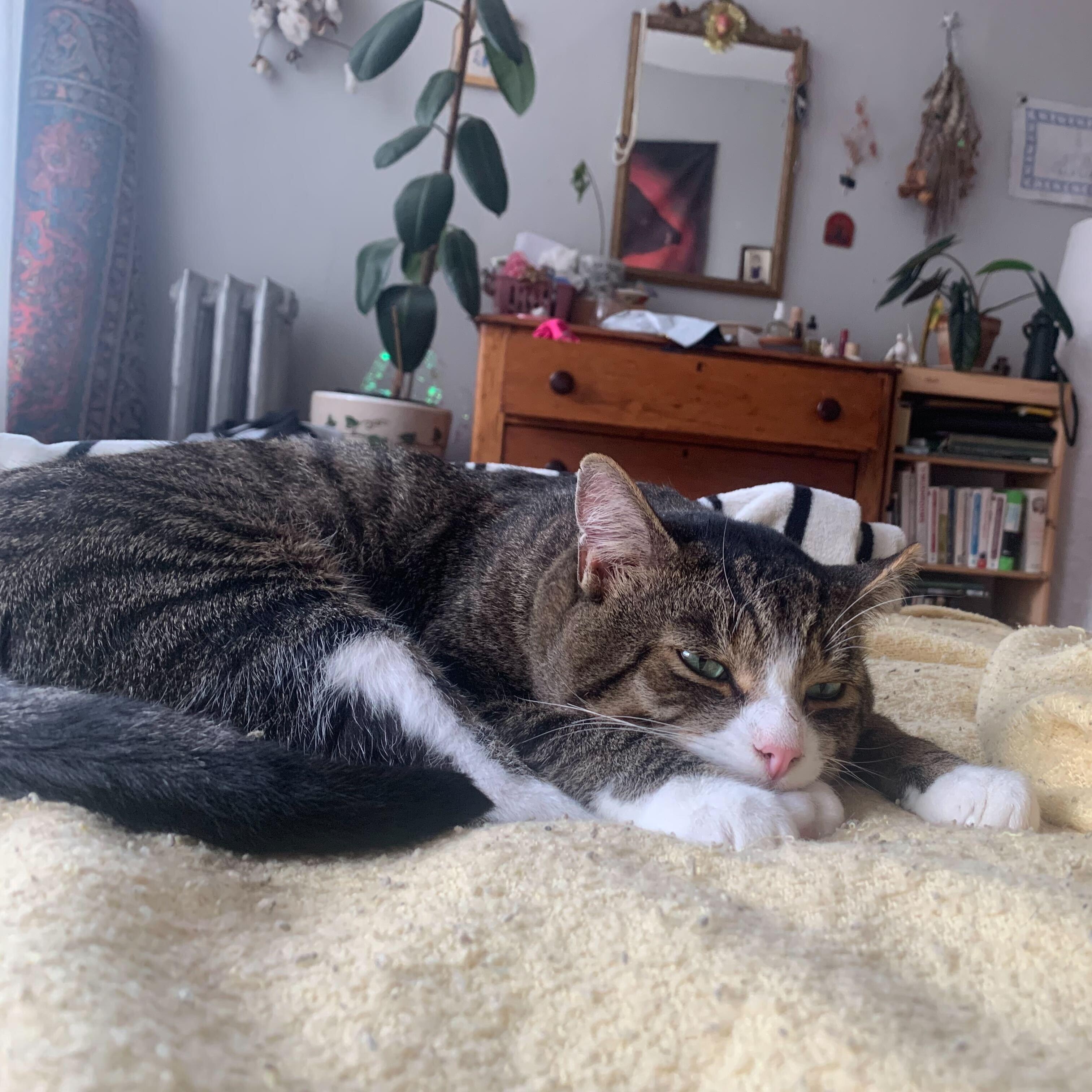 Phineas — thumbnail 3