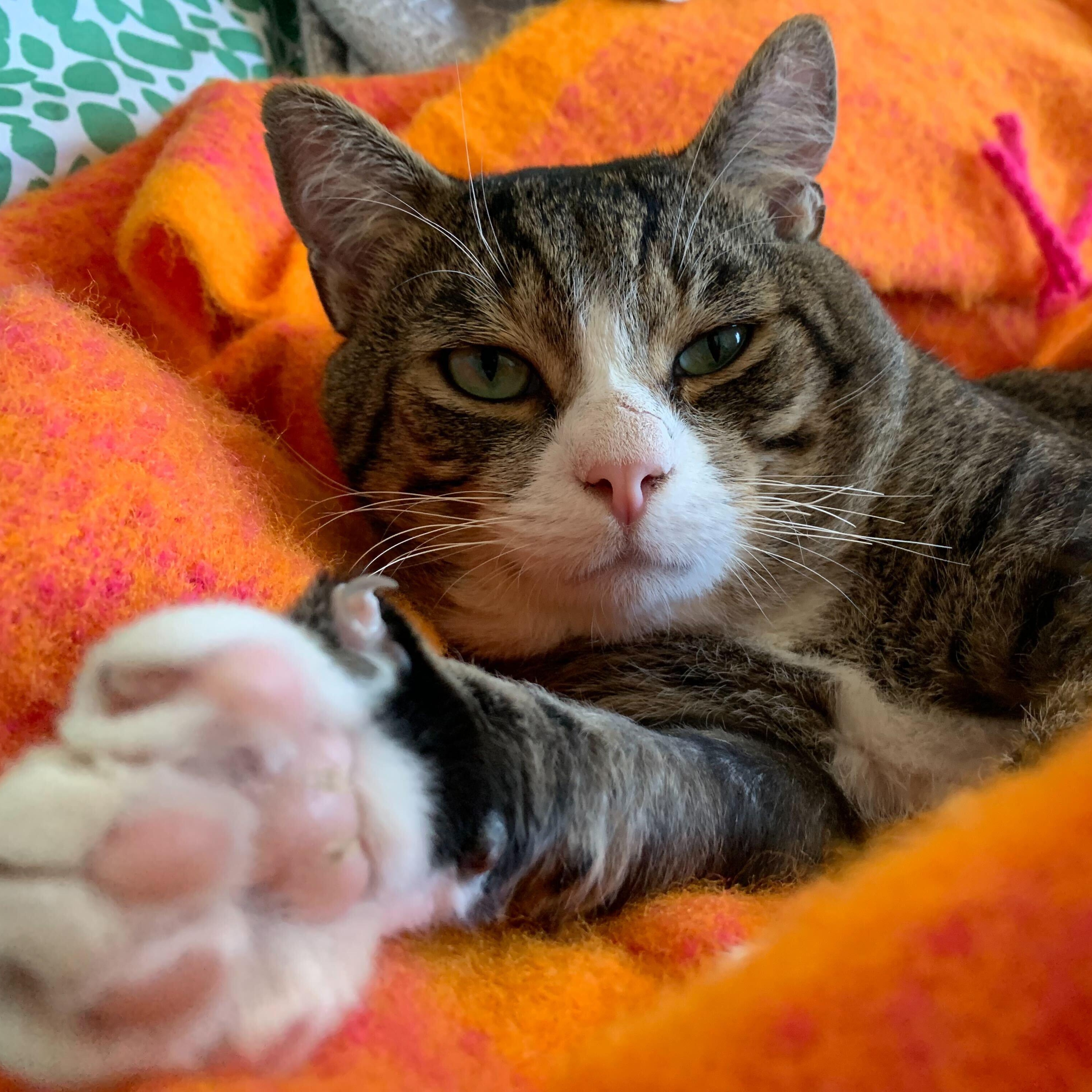 Enlarge Phineas, a ADOPTABLE Domestic Short Hair in Waltham, MA image 1/6