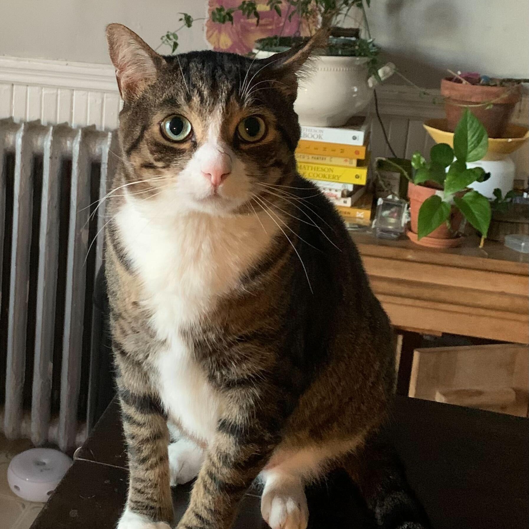 Phineas — thumbnail 5