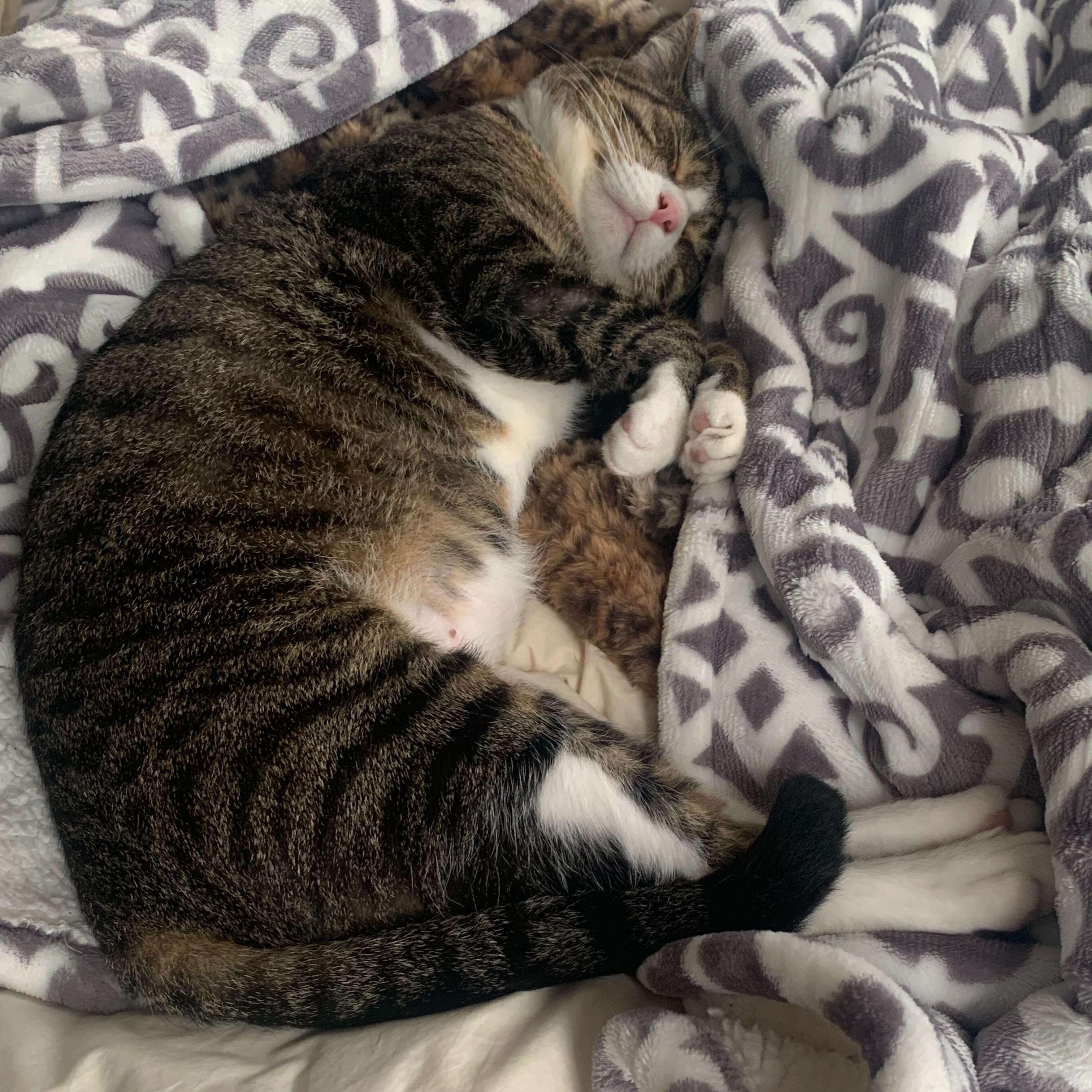 Enlarge Phineas, a ADOPTABLE Domestic Short Hair in Waltham, MA image 6/6