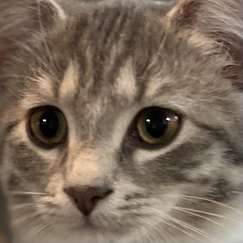 Indee, a Adoptable Domestic Short Hair in Lake Geneva, WI image 6/6