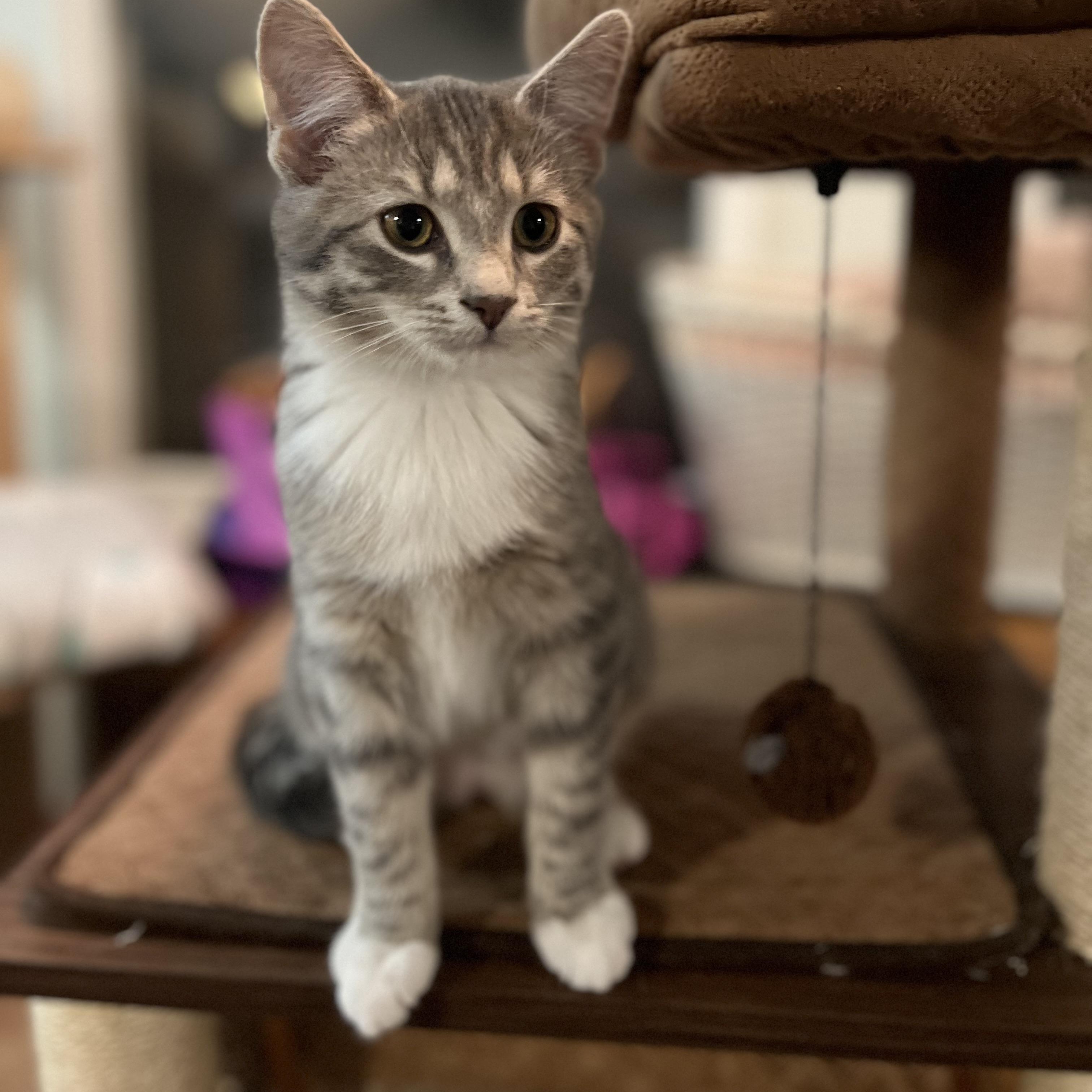 Indee, a Adoptable Domestic Short Hair in Lake Geneva, WI image 4/6