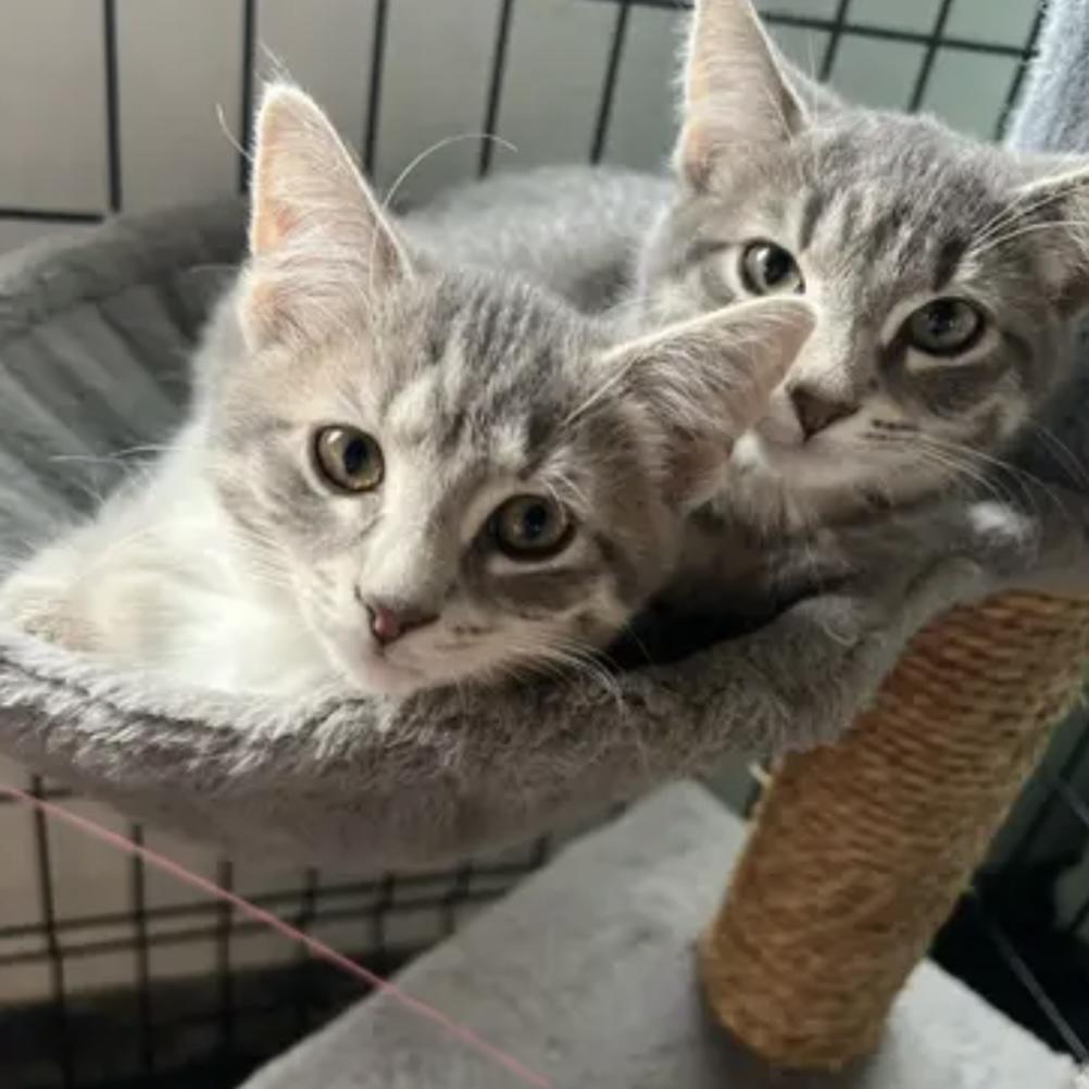 Indee, a Adoptable Domestic Short Hair in Lake Geneva, WI image 2/6