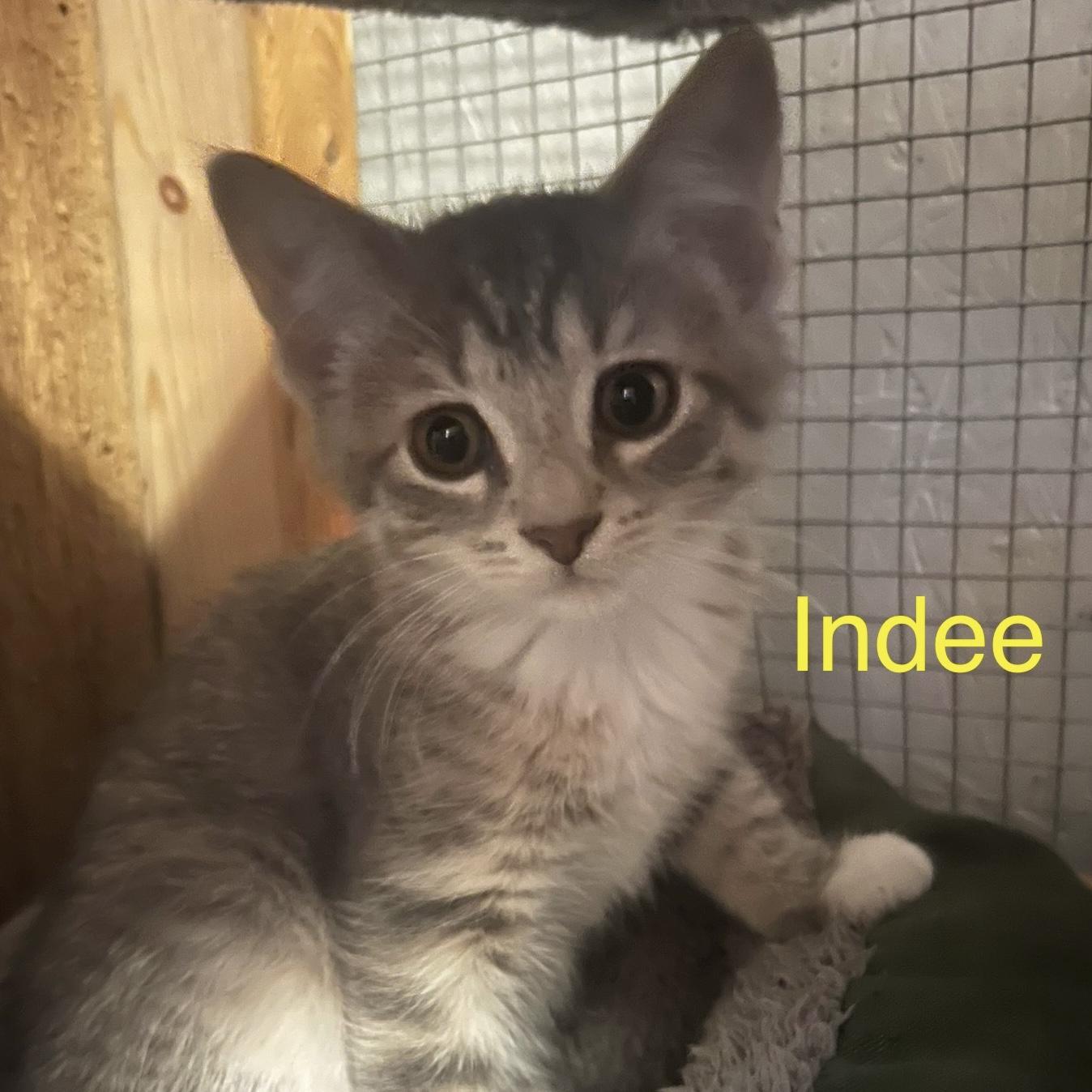 Indee, a Adoptable Domestic Short Hair in Lake Geneva, WI image 5/6