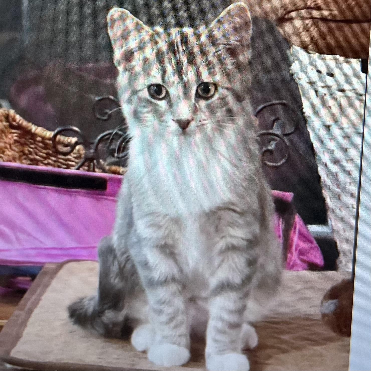 Indee, Adoptable, Kitten Female Domestic Short Hair.