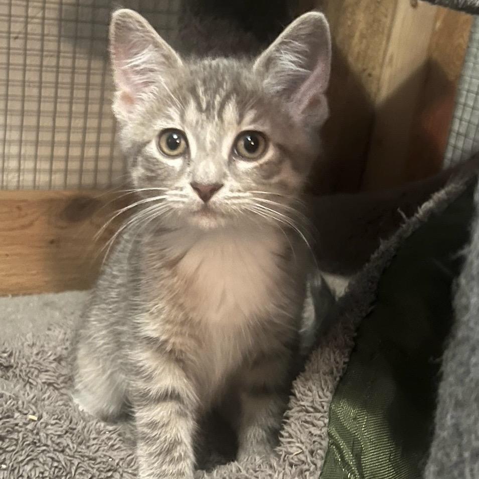 Indee, a Adoptable Domestic Short Hair in Lake Geneva, WI image 3/6