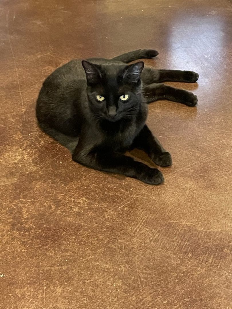 Enlarge DOLLY, a Adopted Bombay in Phoenix, AZ image 1/1