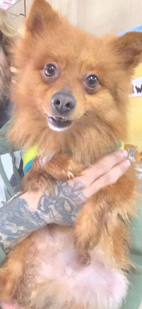 LouLou, Adoptable, Adult Male Pomeranian.