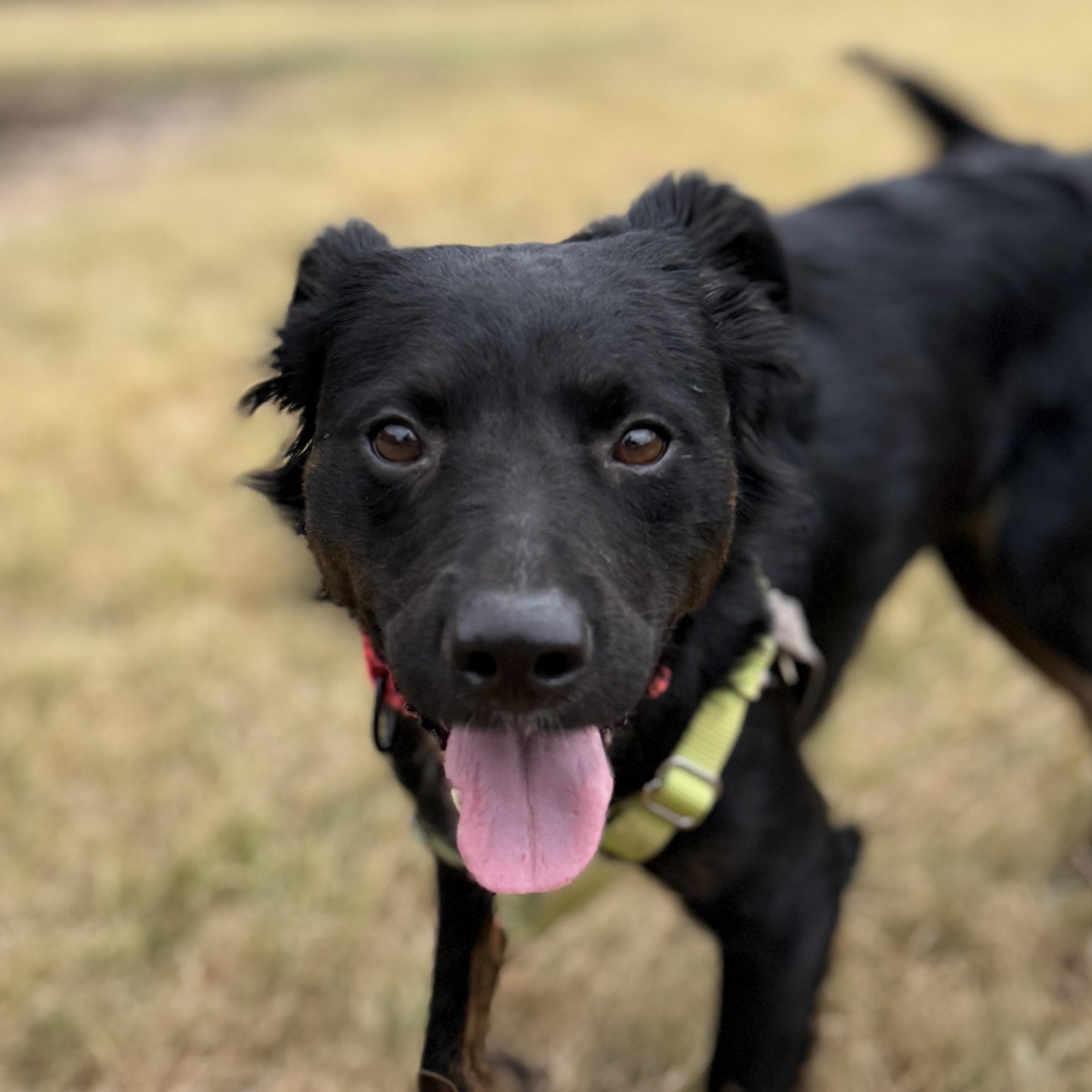 Enlarge Velvet, a Adopted mixed breed in Bulverde, TX image 1/5