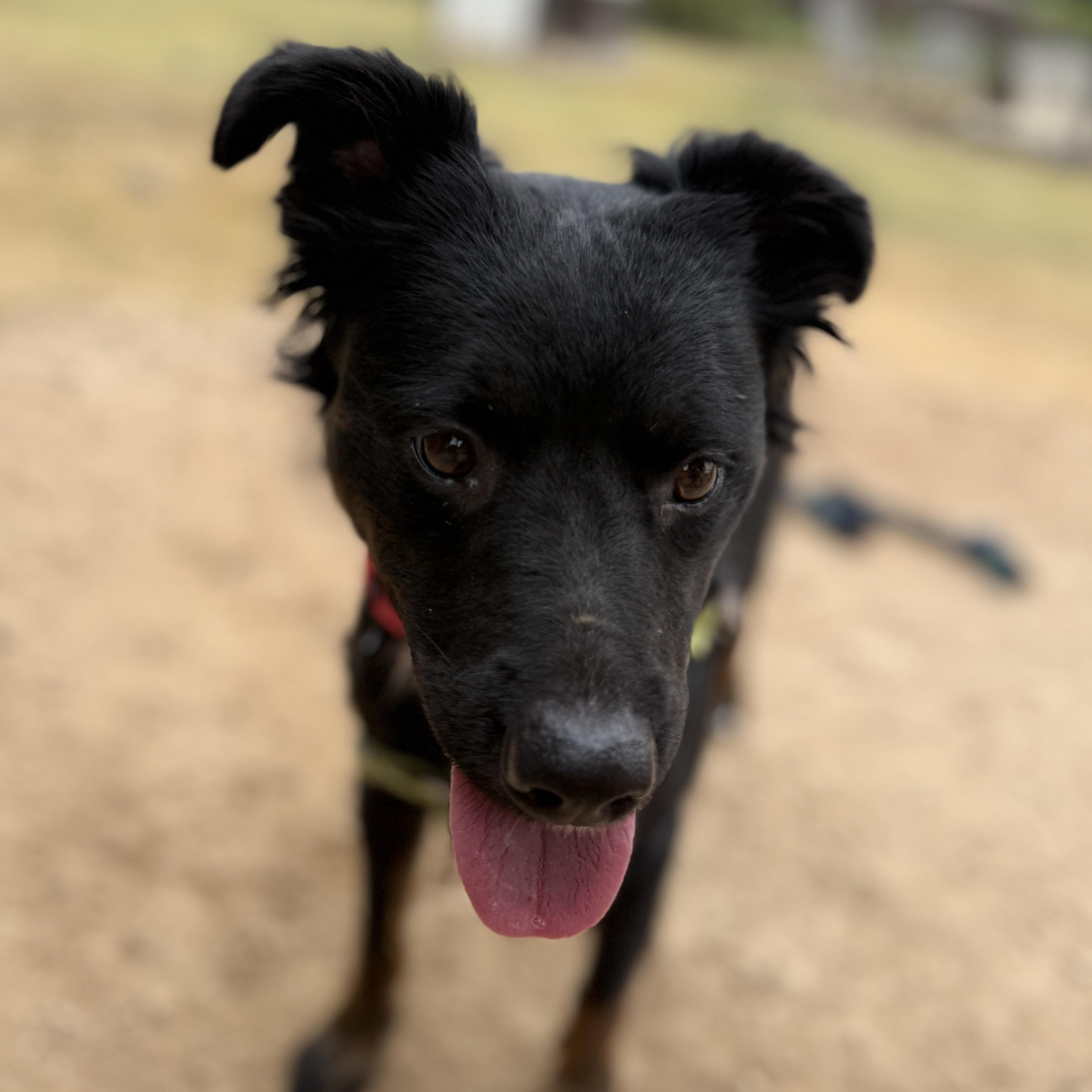 Enlarge Velvet, a Adopted mixed breed in Bulverde, TX image 5/5