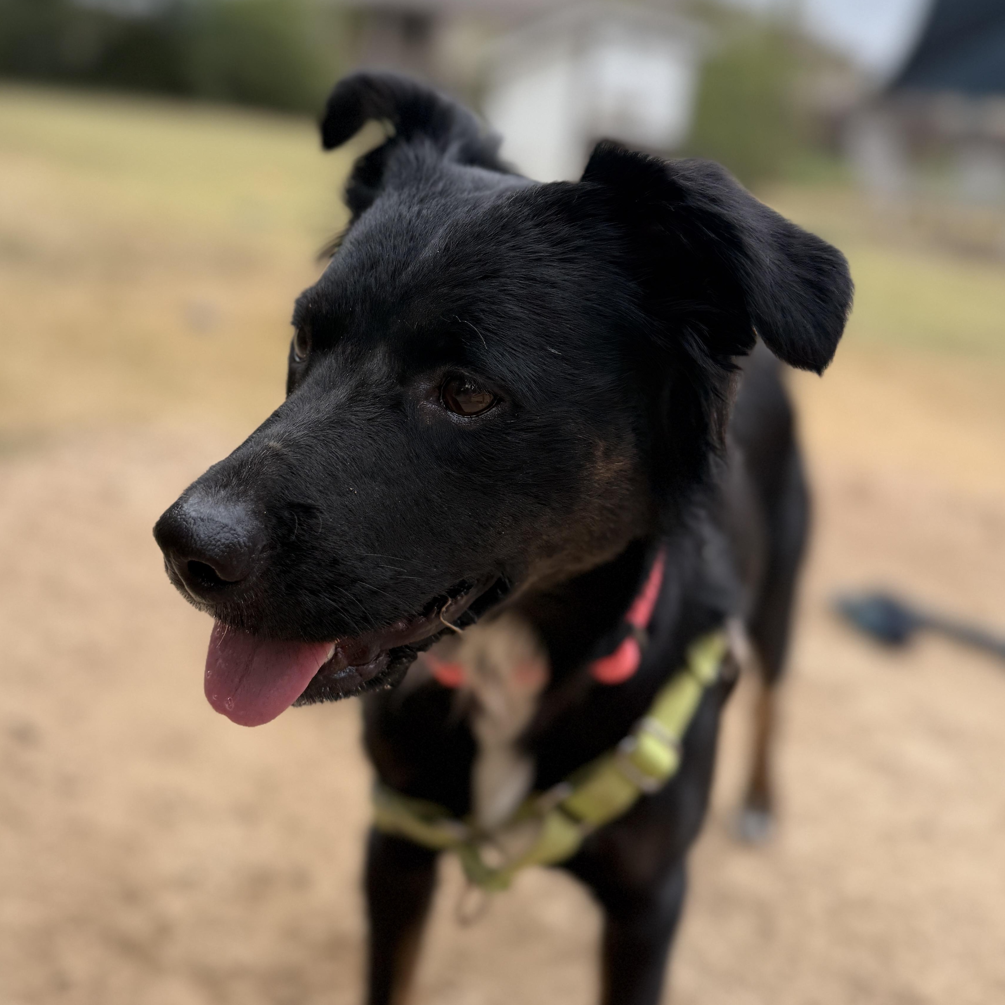 Enlarge Velvet, a Adopted mixed breed in Bulverde, TX image 4/5