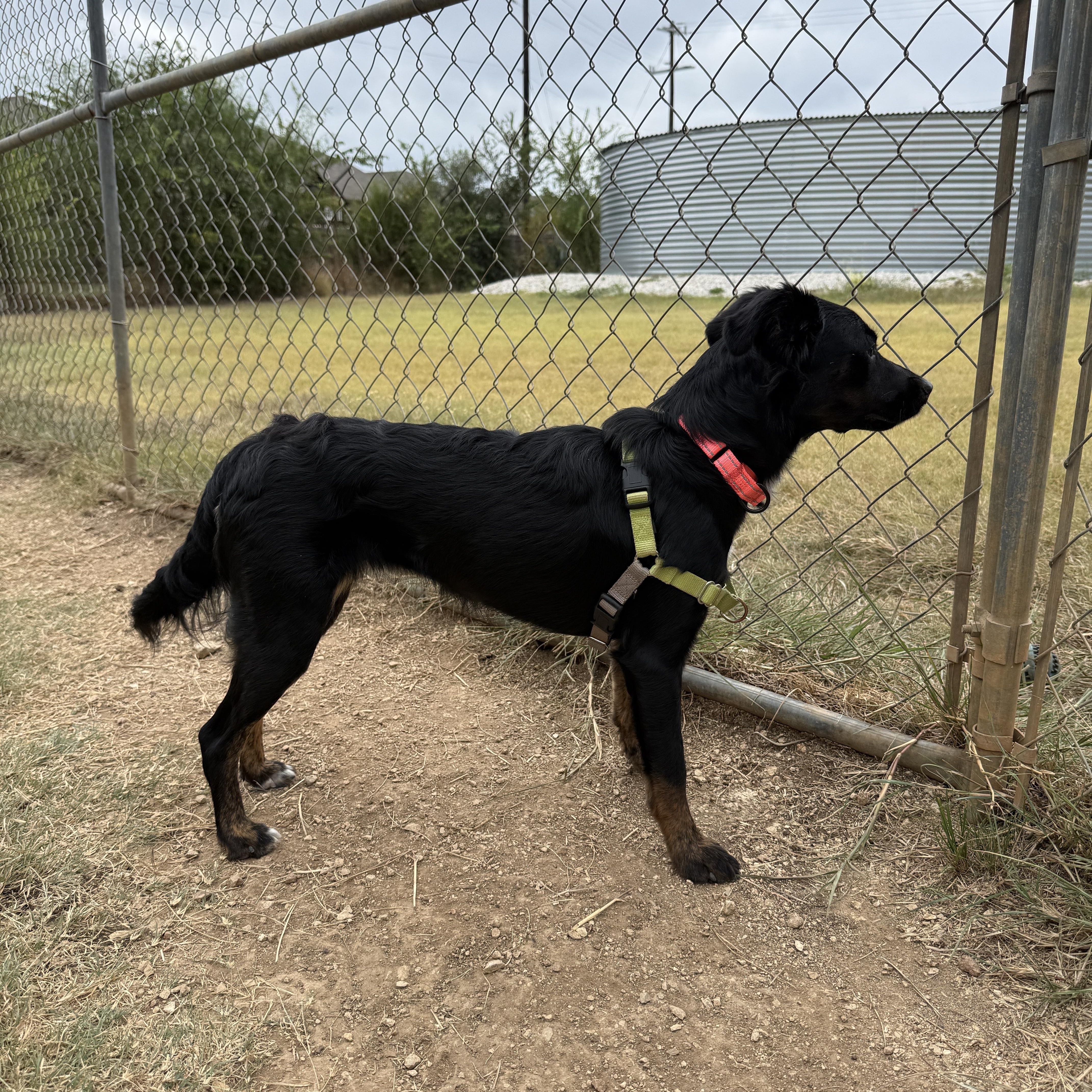 Enlarge Velvet, a Adopted mixed breed in Bulverde, TX image 2/5