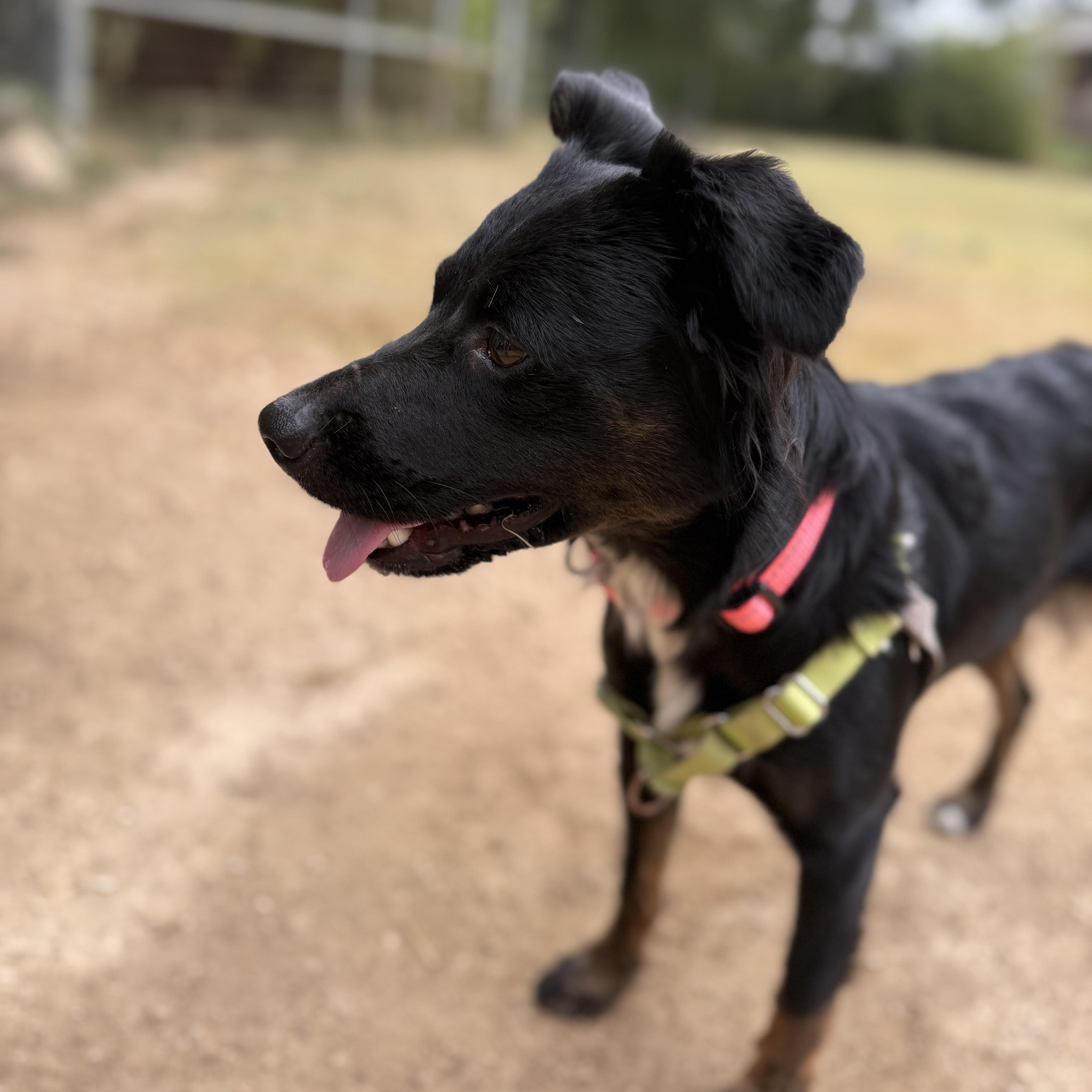 Enlarge Velvet, a Adopted mixed breed in Bulverde, TX image 3/5
