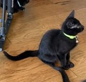 Enlarge Star - A Little Black Beauty with a Heart Full of Love, a Adoptable Domestic Short Hair in Prescott, AZ image 2/3