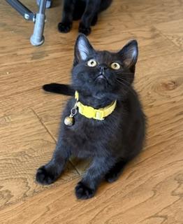 Star - A Little Black Beauty with a Heart Full of Love, Adoptable, Kitten Female Domestic Short Hair.