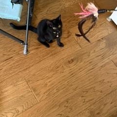 Enlarge Star - A Little Black Beauty with a Heart Full of Love, a Adoptable Domestic Short Hair in Prescott, AZ image 3/3