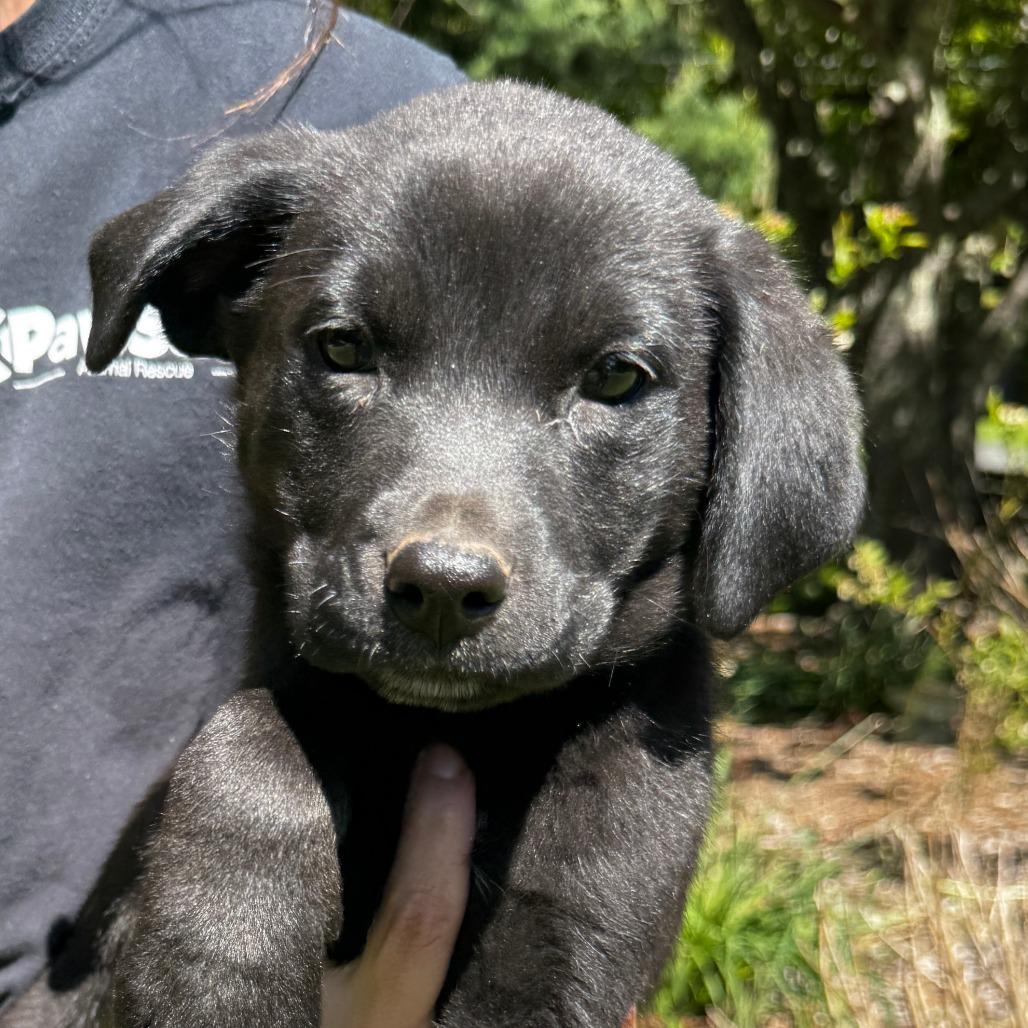 NY Pax (Foster in Yorktown Heights NY), a Adoptable mixed breed in Eastford, CT image 1/3