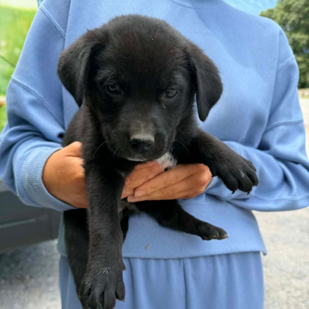 NY Pax (Foster in Yorktown Heights NY), a Adoptable mixed breed in Eastford, CT image 2/3