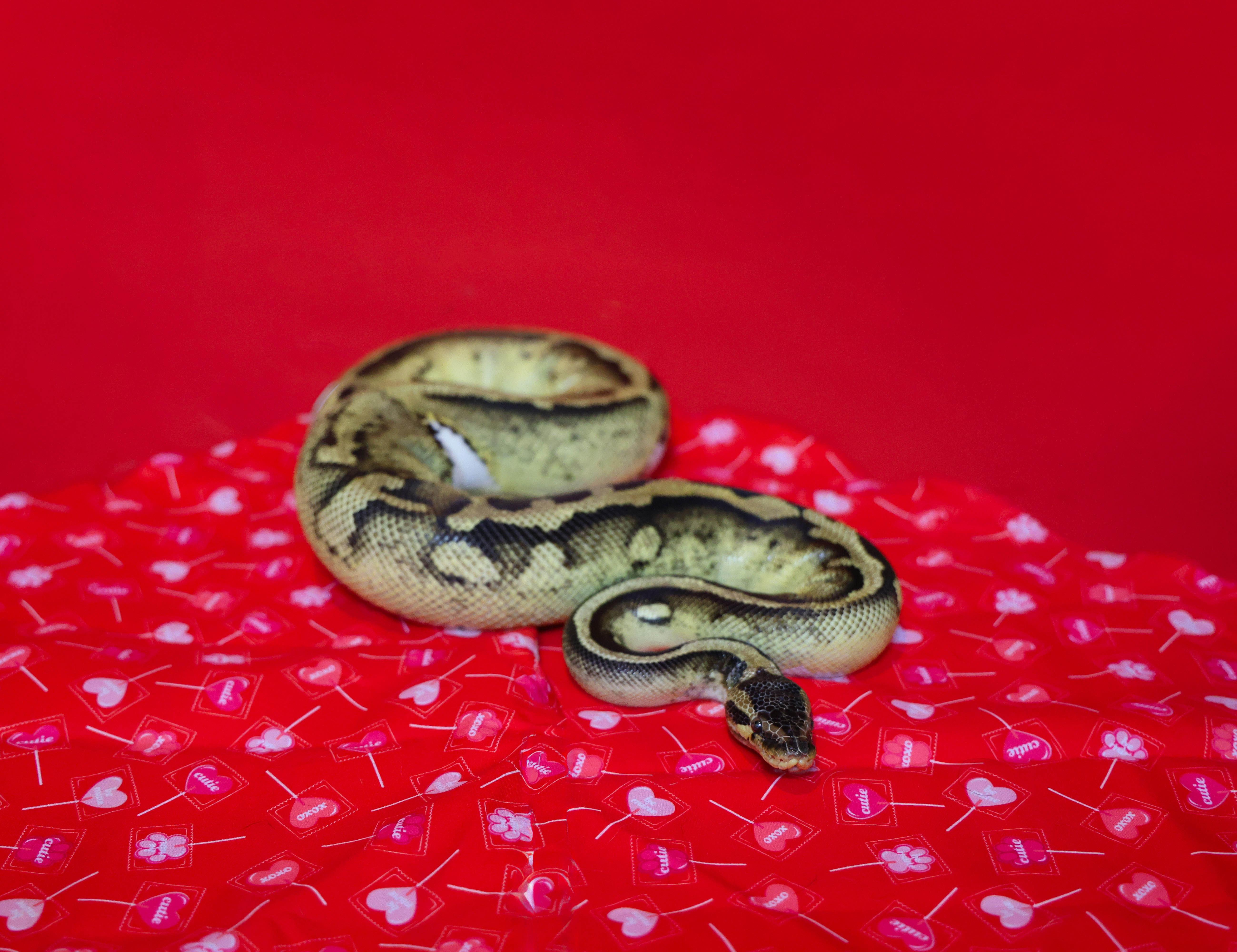 Enlarge Aphrodite, an adopted Ball Python in Islip Terrace, NY image 1/1
