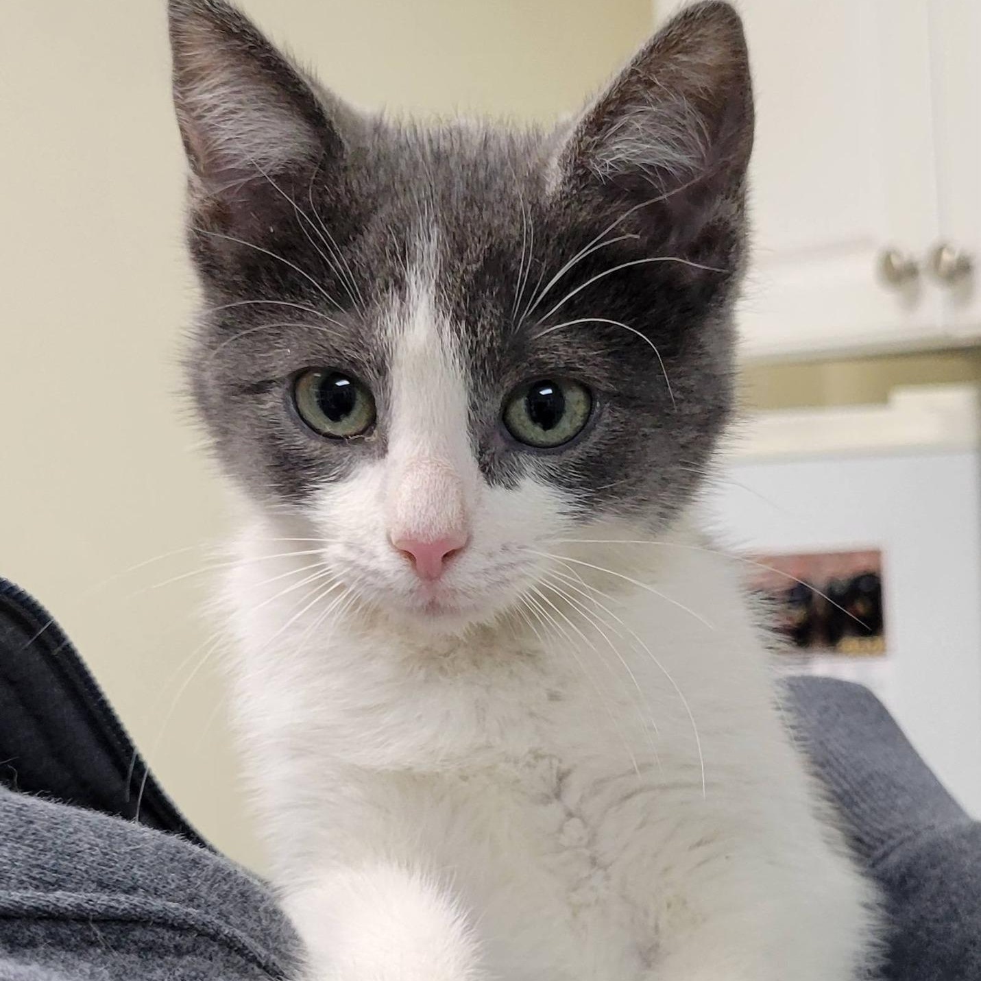 Icylyn, adopted, Kitten Female Domestic Short Hair.