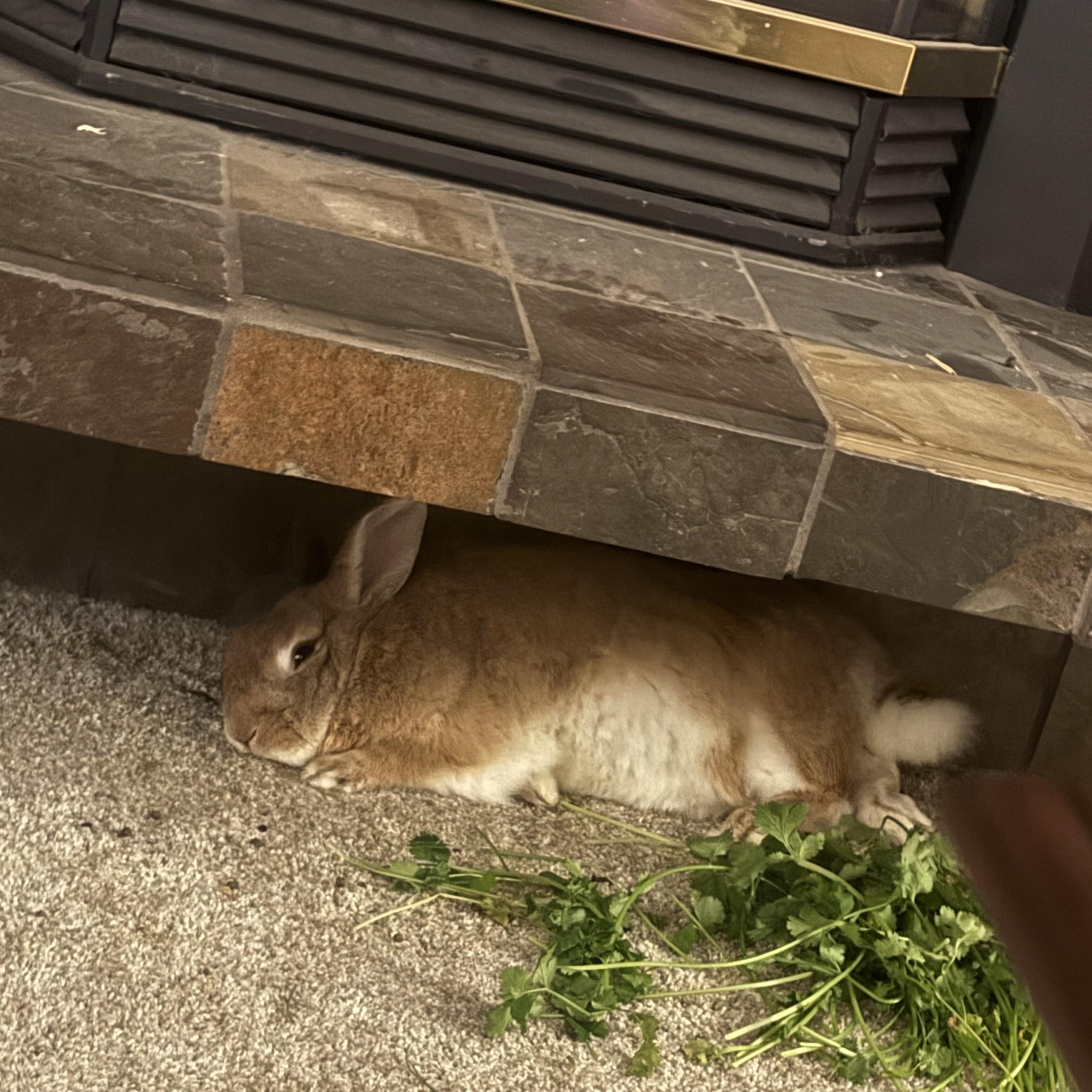 Enlarge Peaches & Hazel, a ADOPTABLE American in Gig Harbor, WA image 4/5