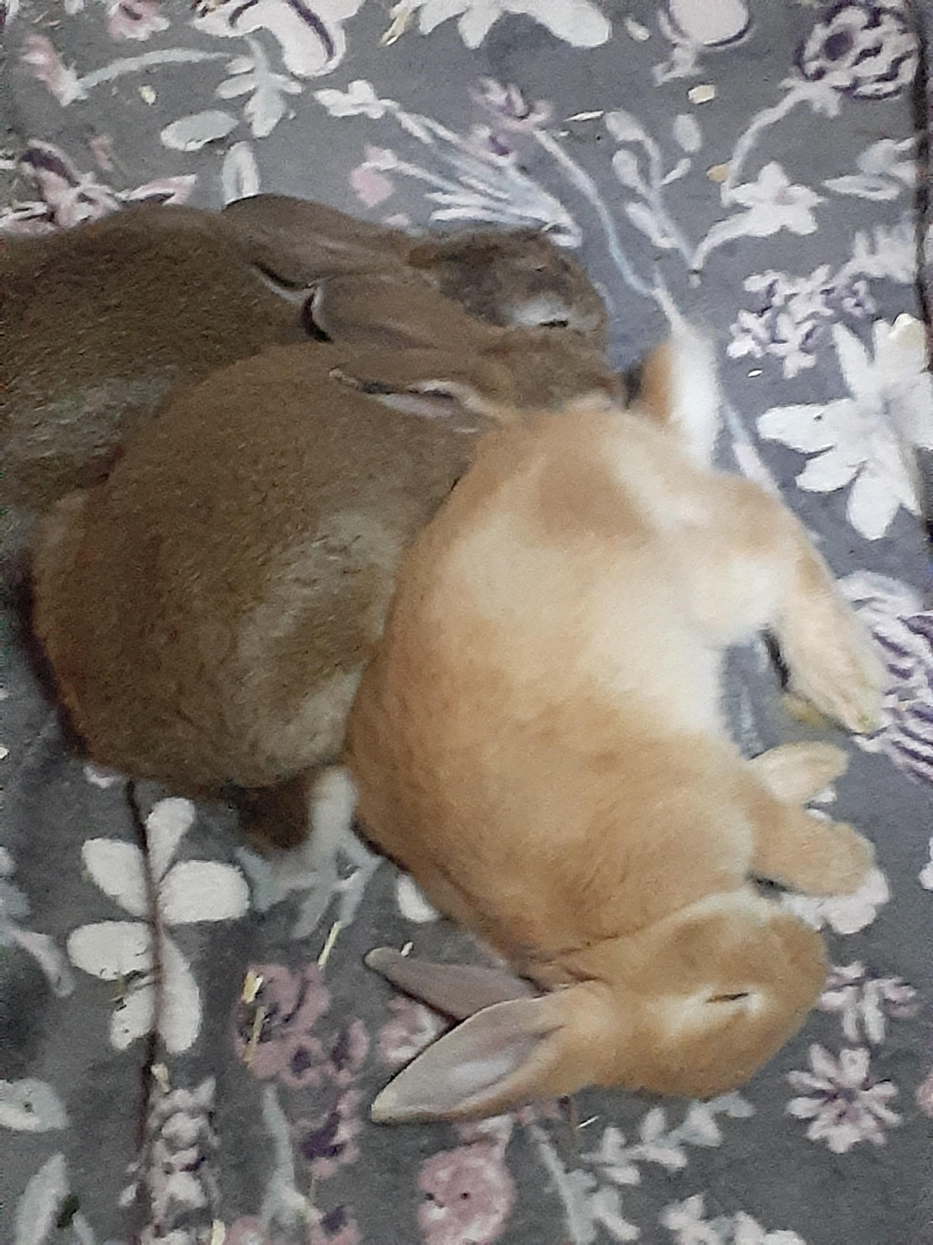 Enlarge Peaches & Hazel, a ADOPTABLE American in Gig Harbor, WA image 2/5