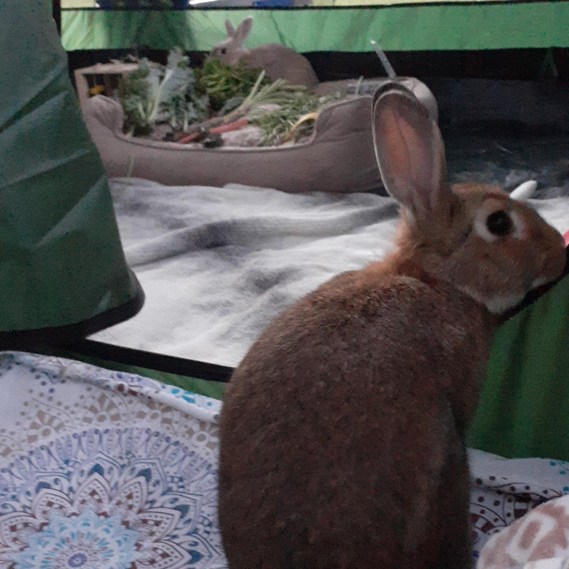 Enlarge Peaches & Hazel, a ADOPTABLE American in Gig Harbor, WA image 3/5