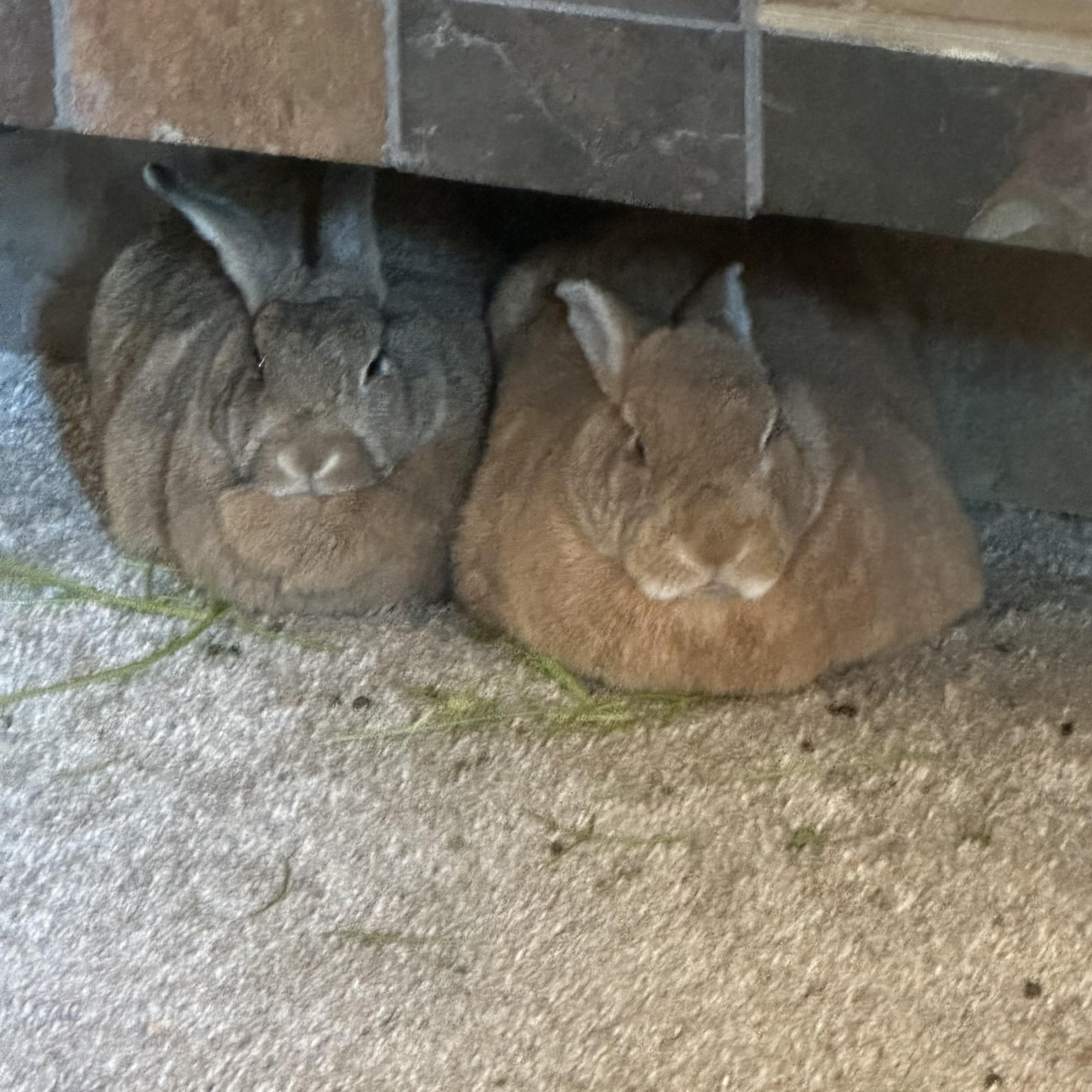 Enlarge Peaches & Hazel, a ADOPTABLE American in Gig Harbor, WA image 5/5