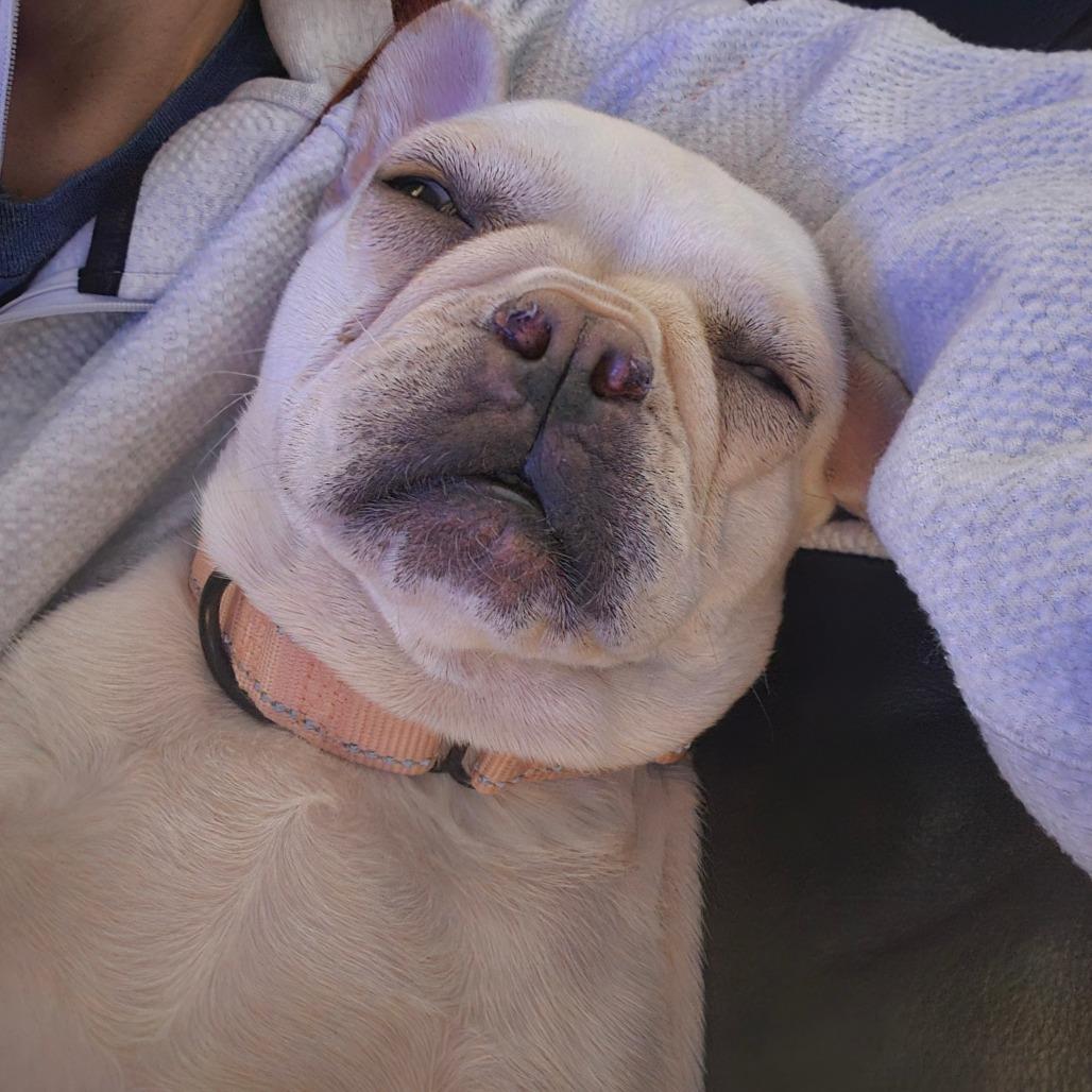 Luna, Adoptable, Young Female French Bulldog.