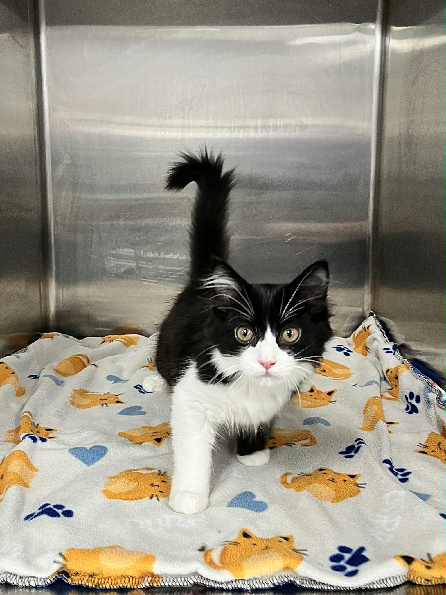 Canada and Mexico, Adoptable, Kitten Female Domestic Long Hair.