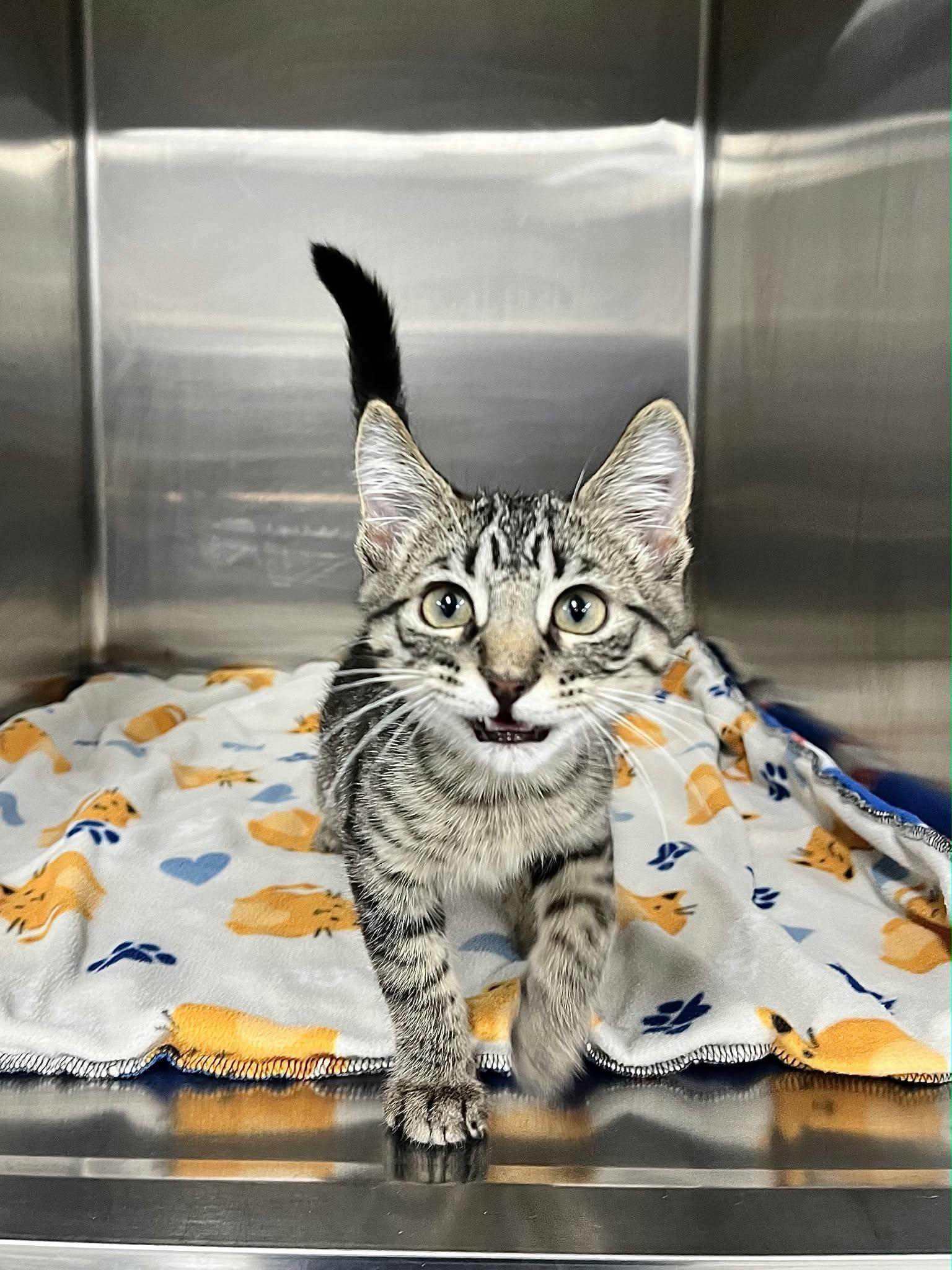 Enlarge Canada and Mexico, a Adoptable Domestic Long Hair in Blaine, MN image 2/2