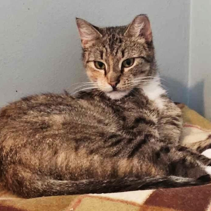 Enlarge Zinnia, a Adoptable Domestic Short Hair in Rochester, NY image 3/4