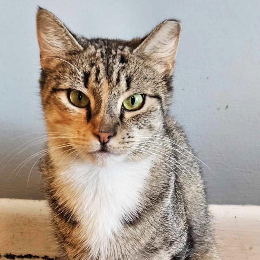 Enlarge Zinnia, a Adoptable Domestic Short Hair in Rochester, NY image 2/4