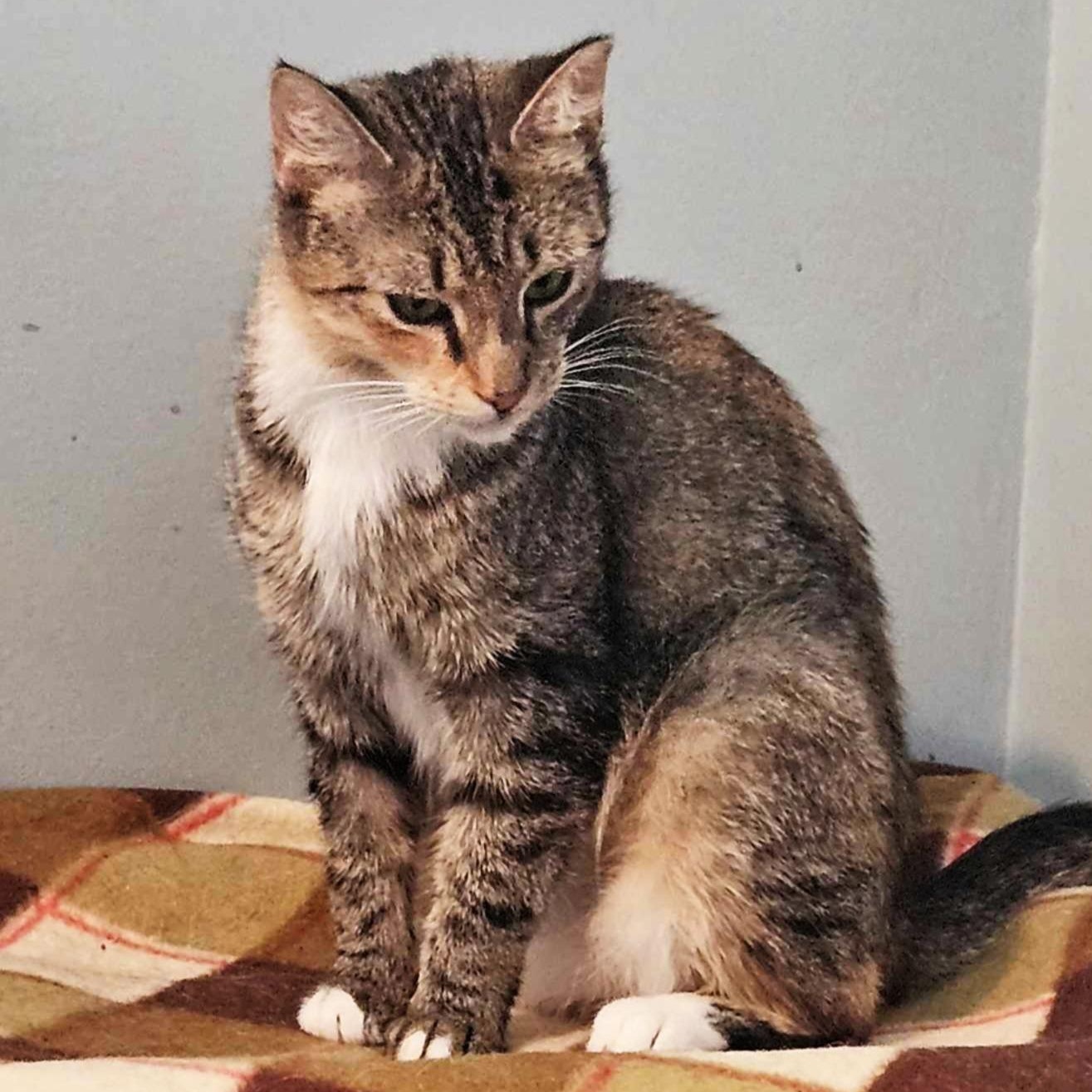 Enlarge Zinnia, a Adoptable Domestic Short Hair in Rochester, NY image 4/4