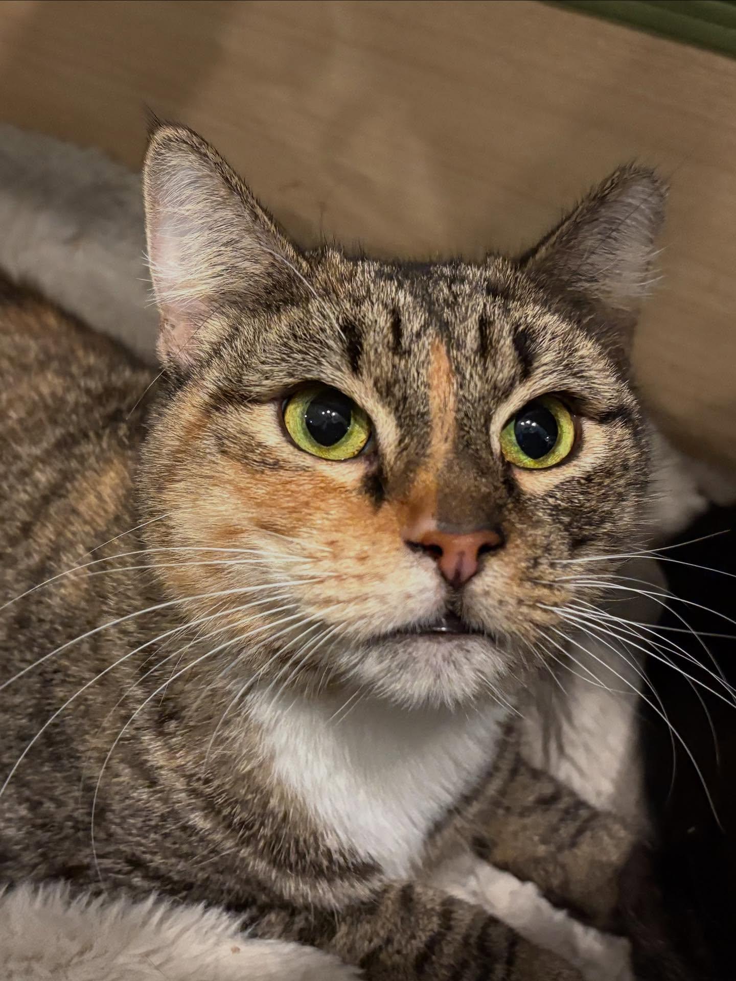 Enlarge Zinnia, a Adoptable Domestic Short Hair in Rochester, NY image 1/4