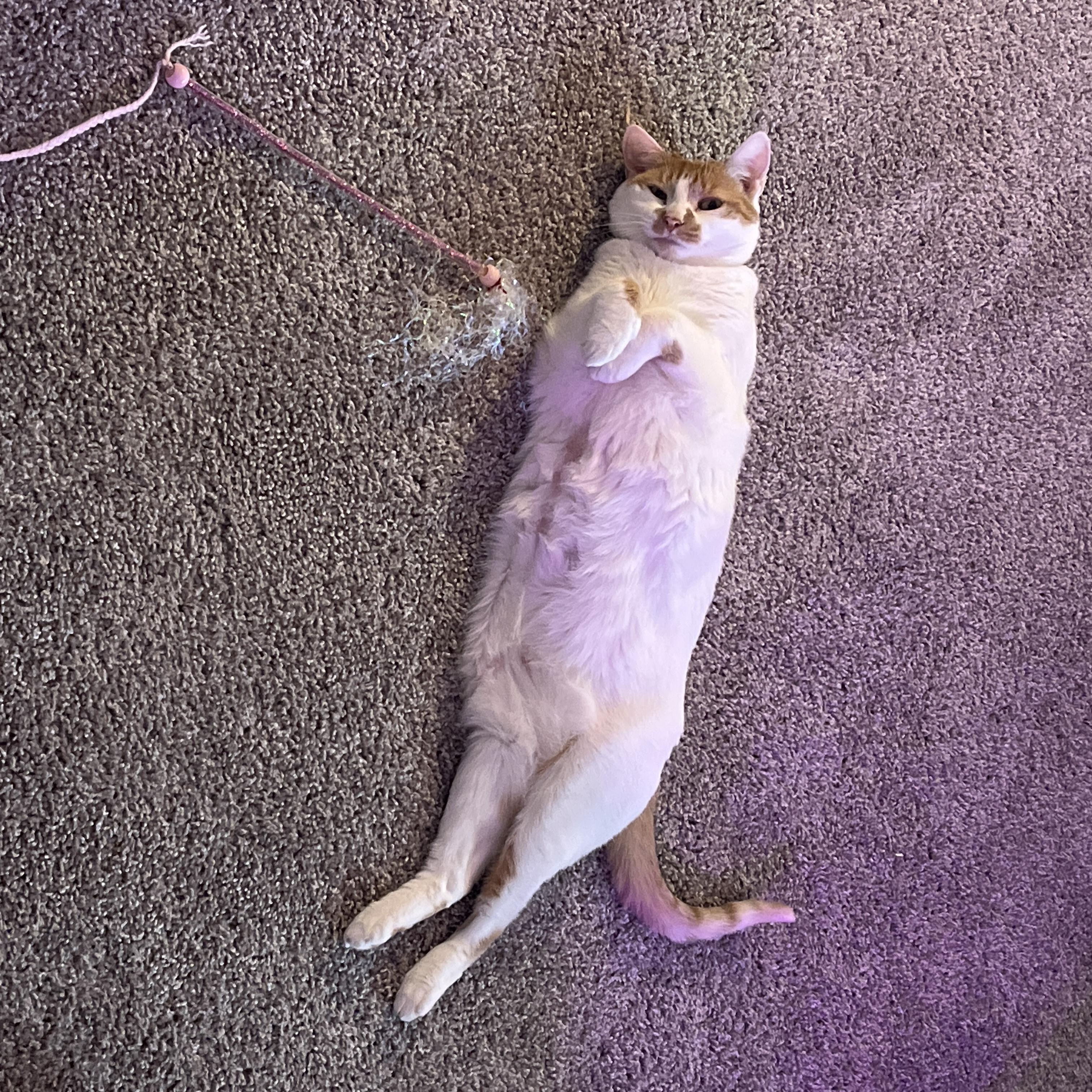 Enlarge Creme Brulee, a Adoptable Domestic Short Hair in Rockford, MI image 6/6